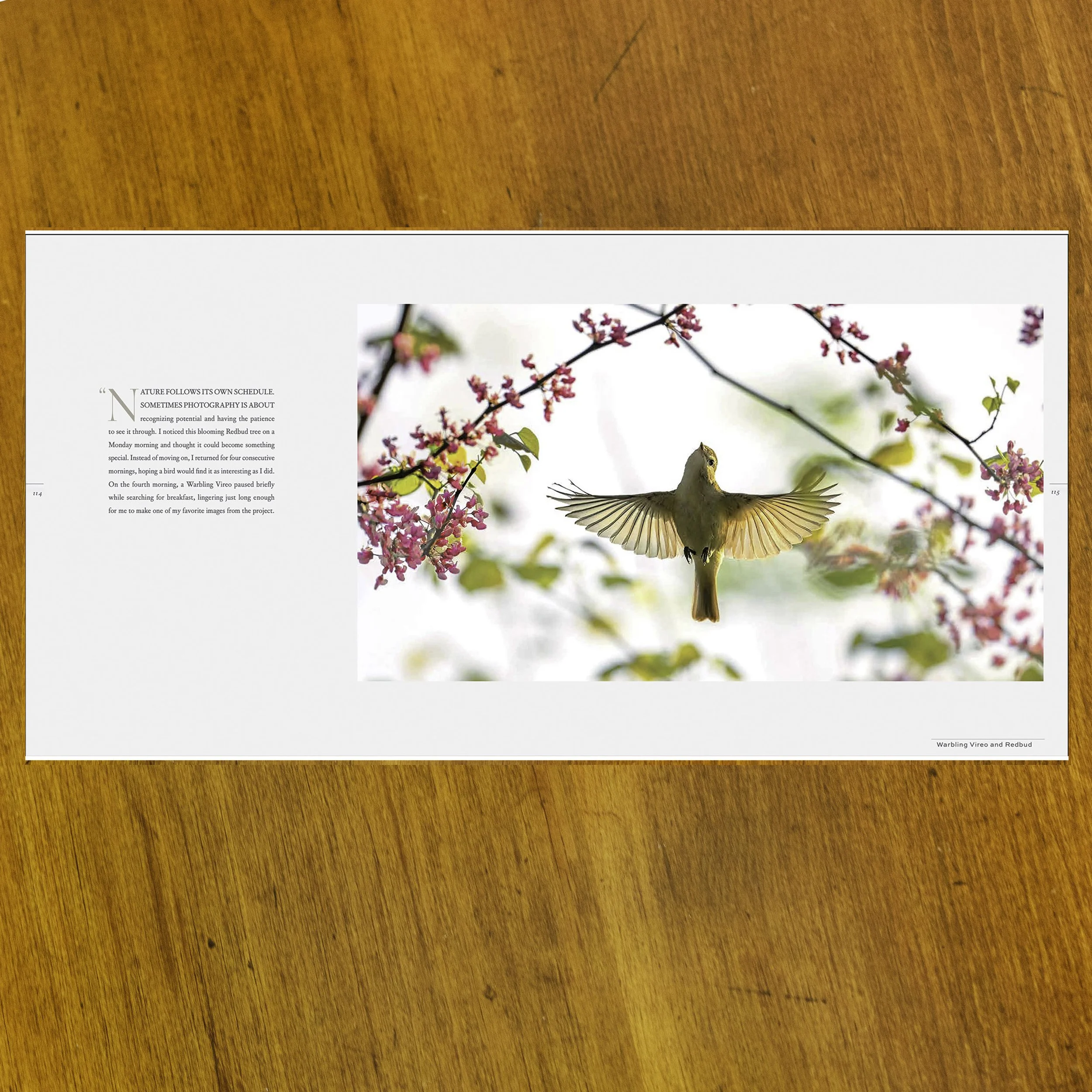 Splendor BK 15.jpg (Copy)
