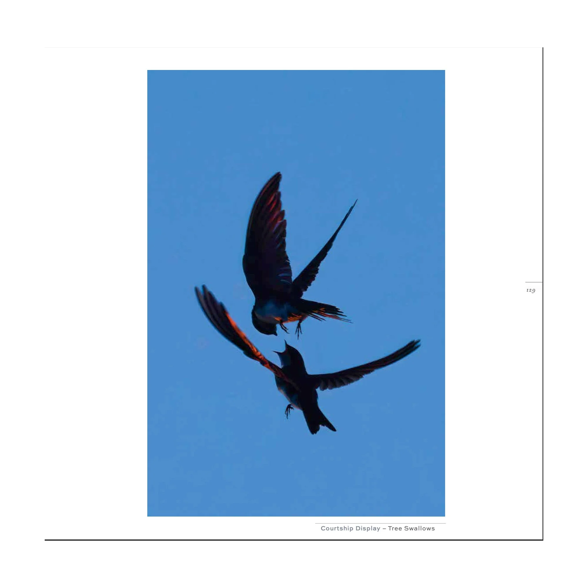 Splendor_swallows.jpg (Copy) (Copy)