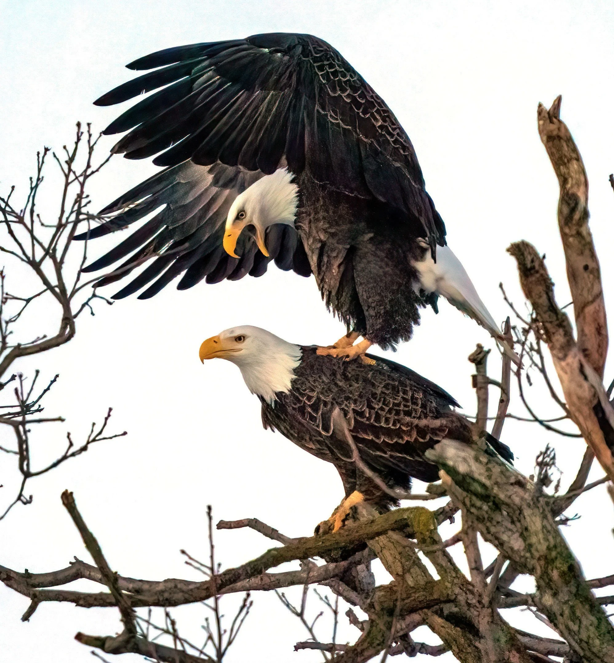 2021-02 Bald Eagle Mating Rituals.jpg