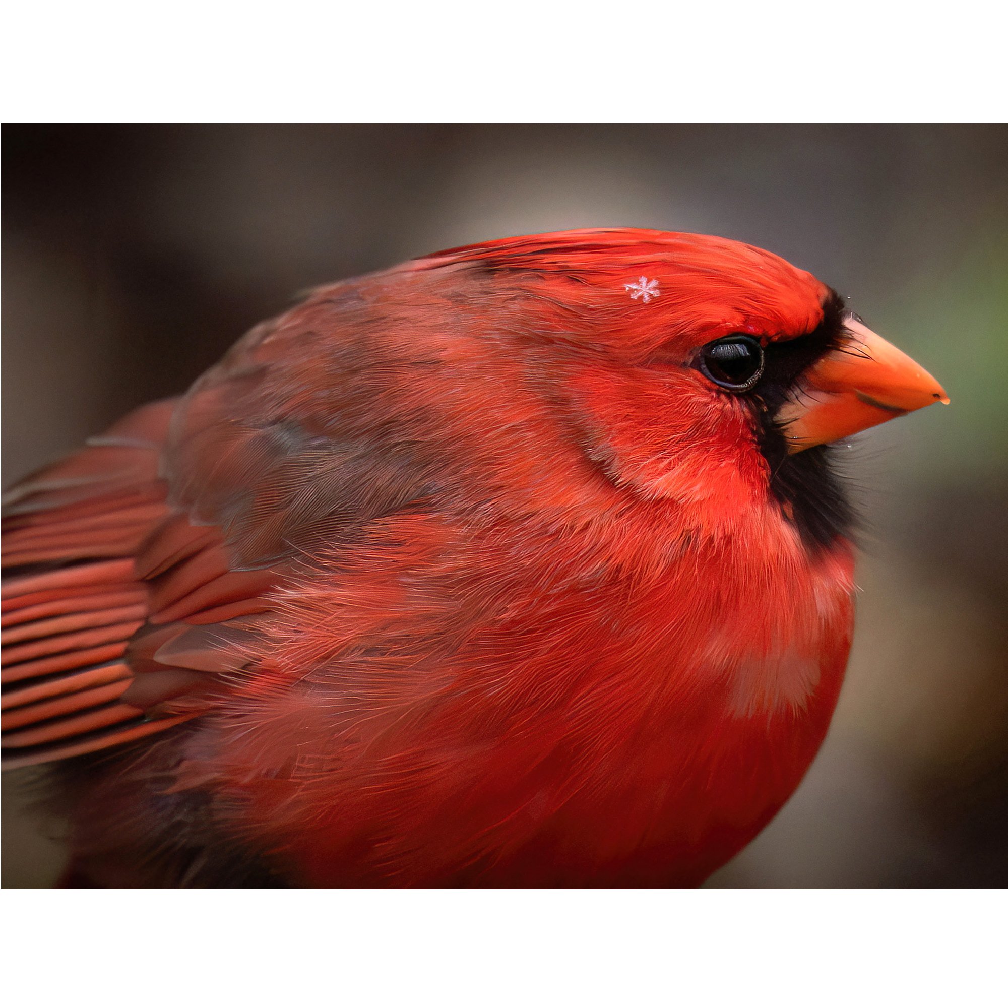 Cardinal & Snowflake