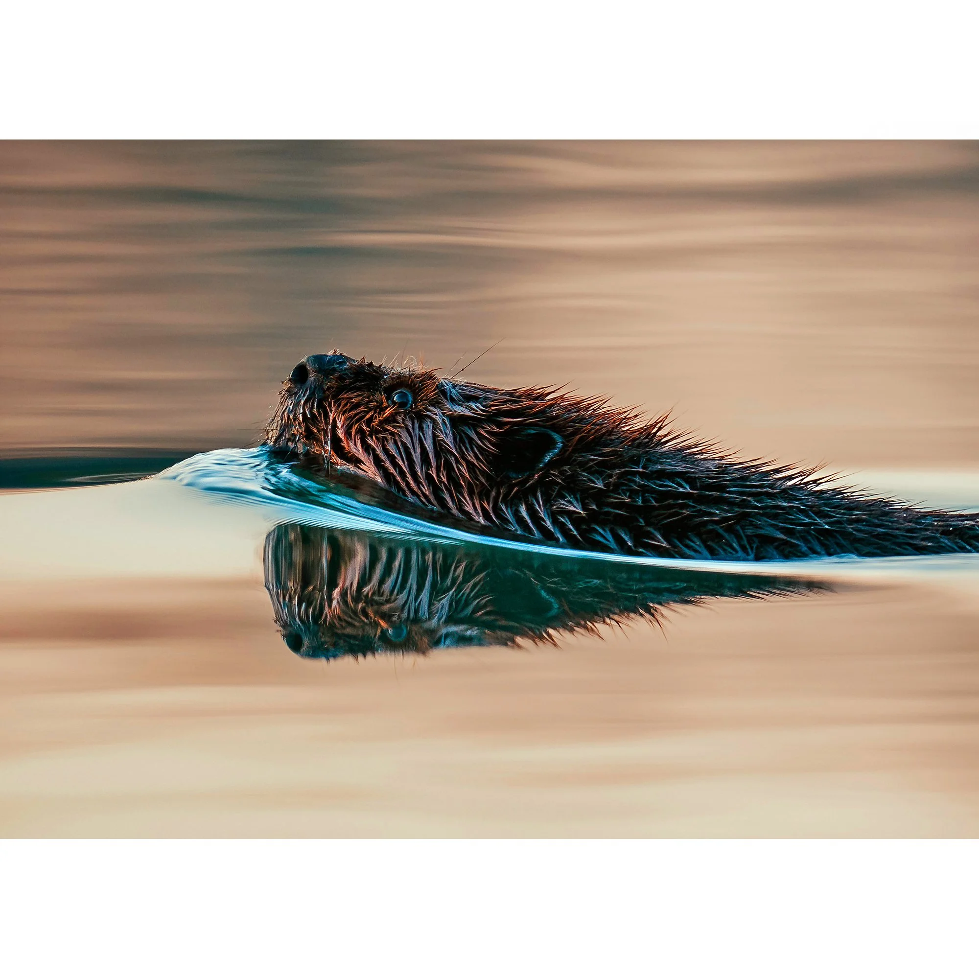 2025 Nature Thumb beaver.jpg