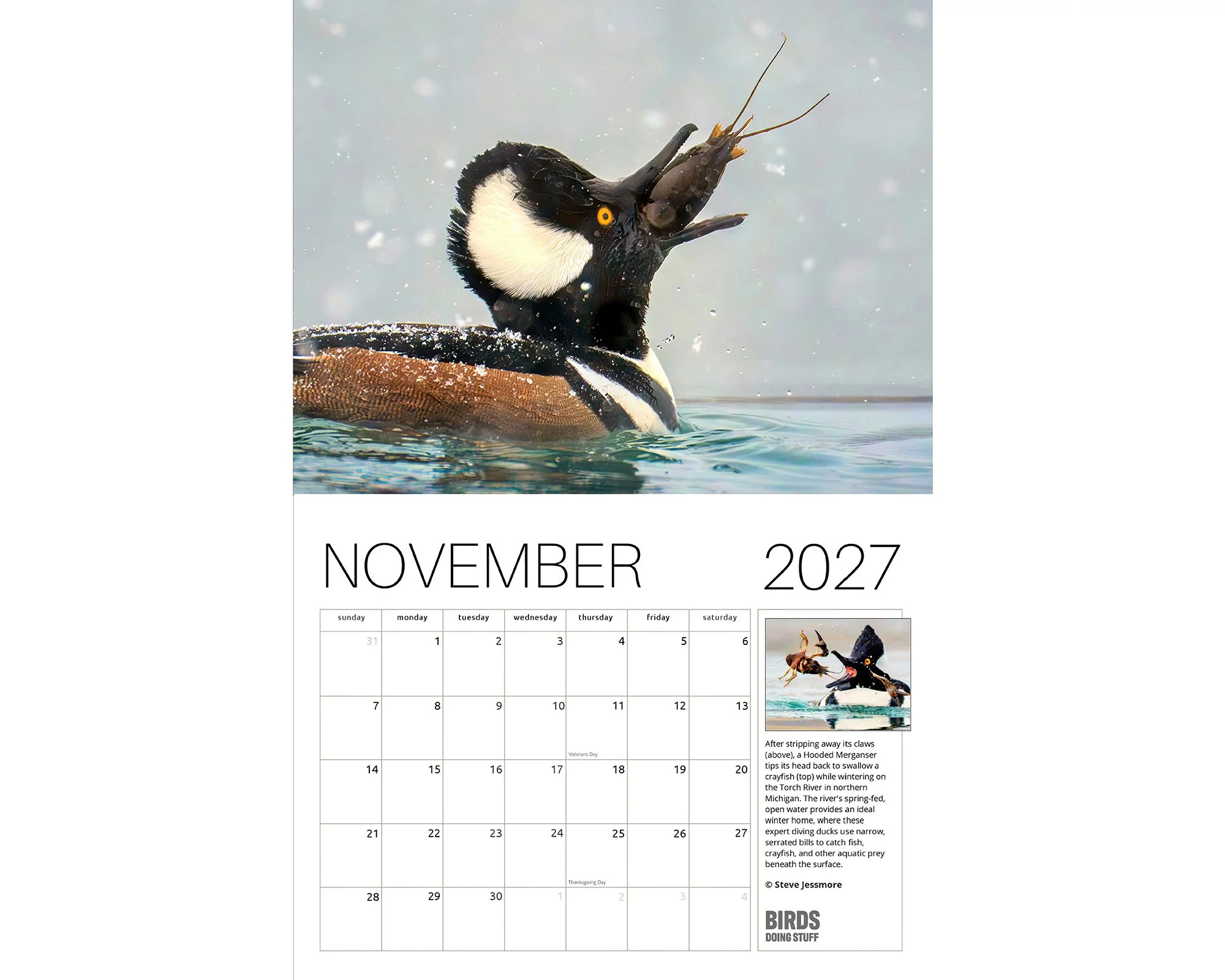 2027 Birds Doing Stuff calendar by award-winning Michigan bird photographer Steve Jessmore featuring Hooded Merganser swallowing crayfish