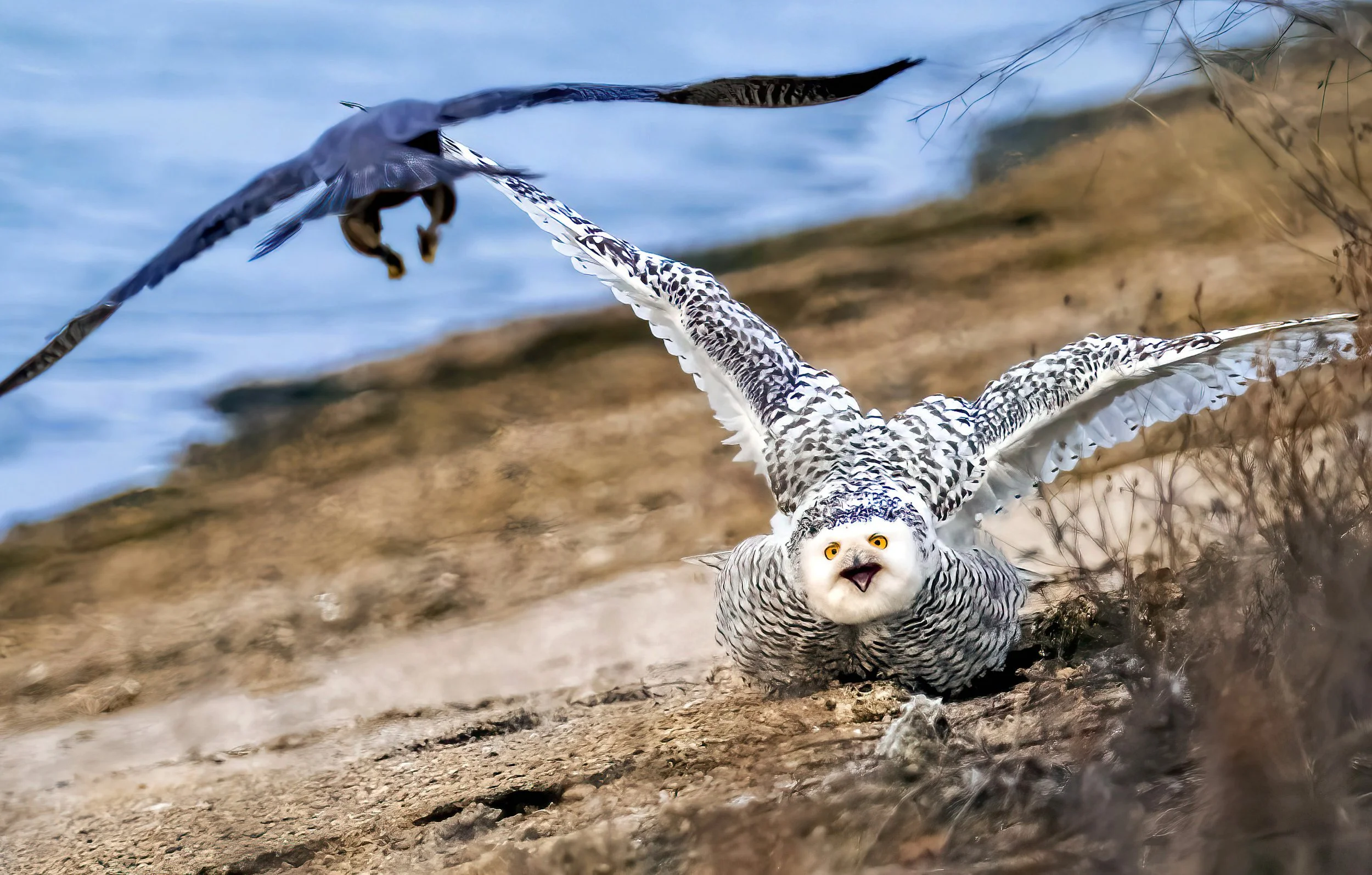 ____40__Snowy Peregrine_XT37716c.jpg