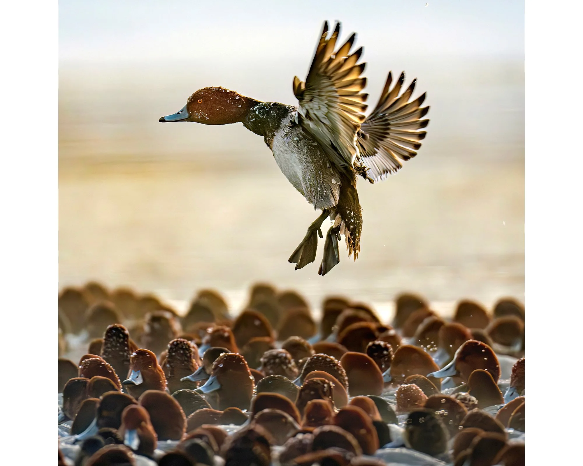Looking For a Space - Redhead Duck