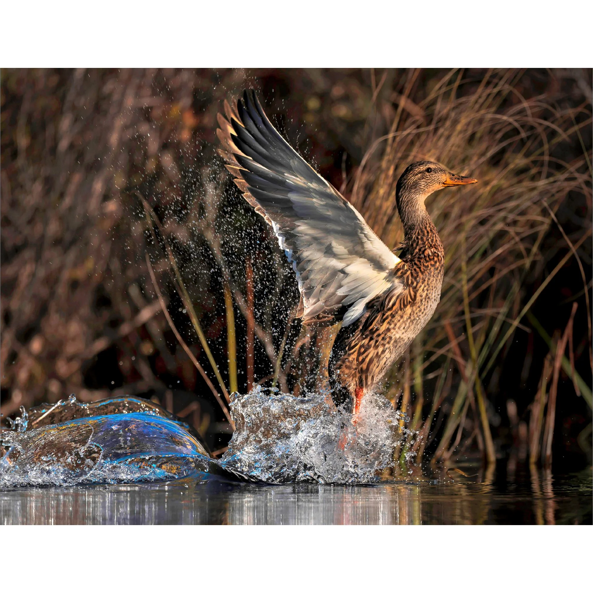 Marsh Explosion - Hen Mallard