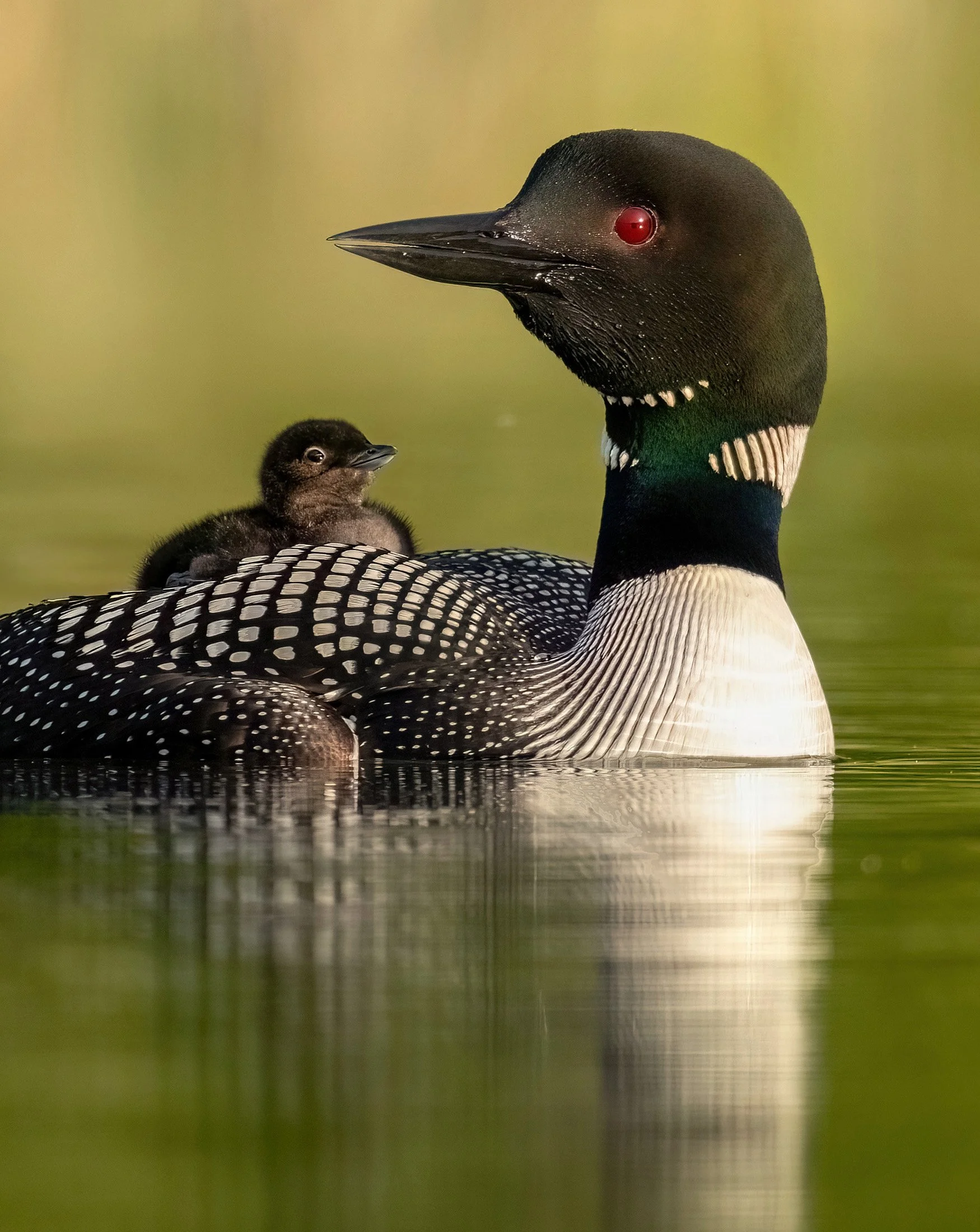 03_2023-06-13 Torch 0632-F_CARDcropvf.jpg