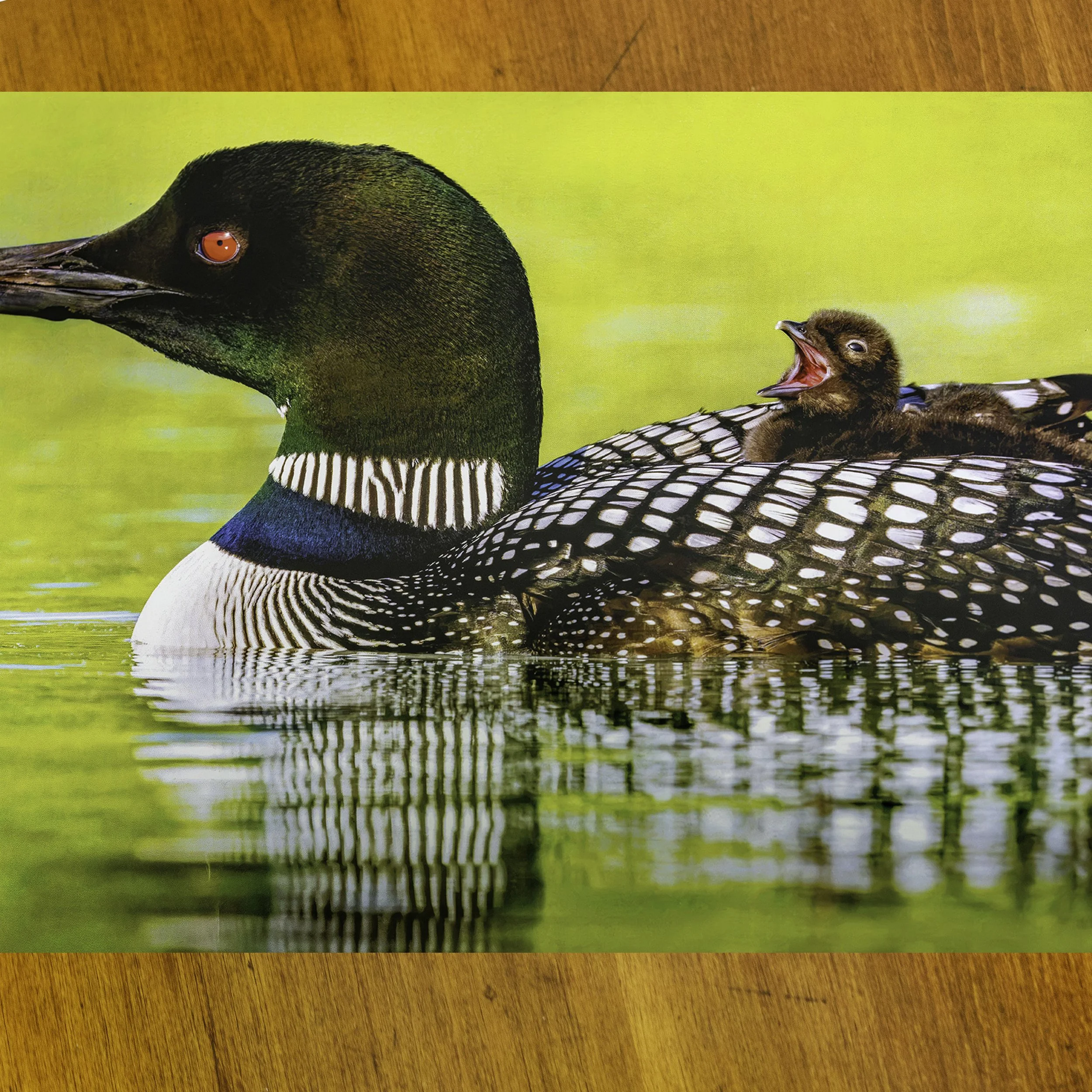CAL LOON COLSEUP TABLE.jpg