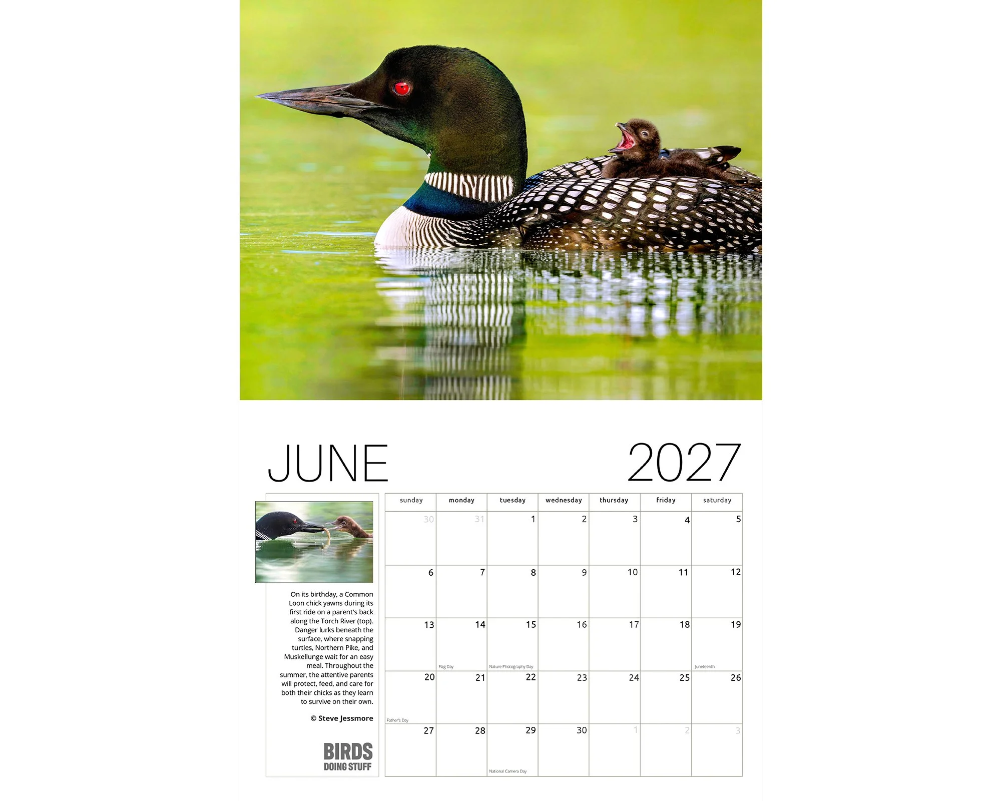 2027 Birds Doing Stuff calendar by award-winning Michigan bird photographer Steve Jessmore featuring June image of Common Loon and baby on back yawning