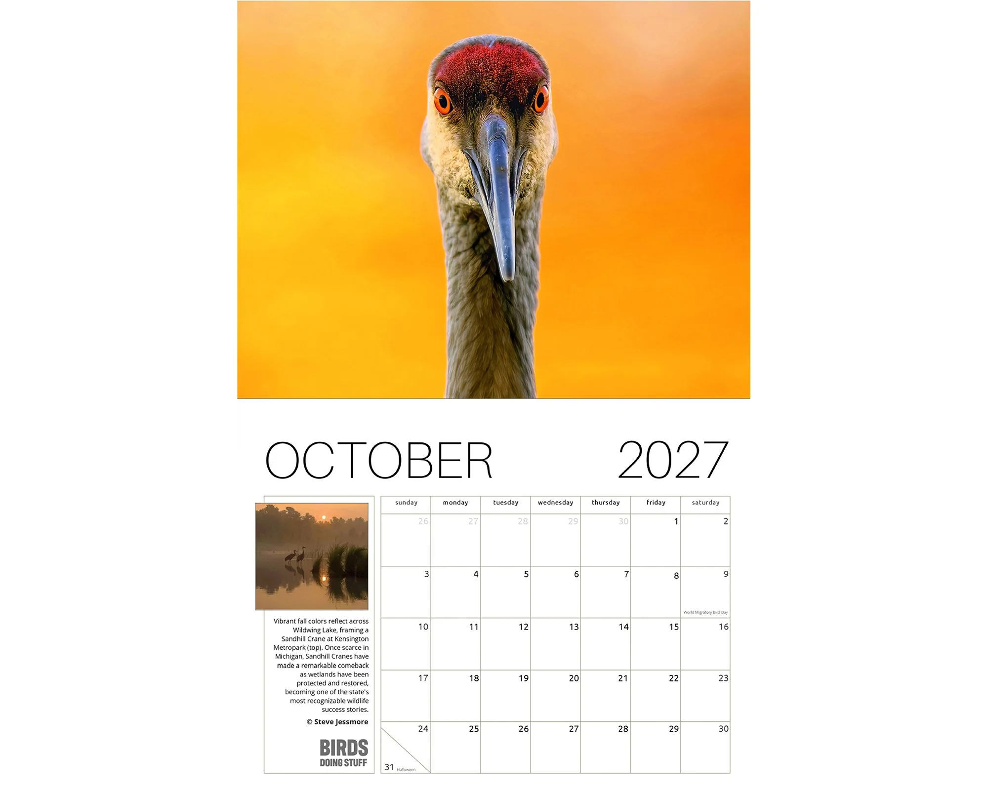 2027 Birds Doing Stuff calendar by award-winning Michigan bird photographer Steve Jessmore featuring Sandhill crane gaze