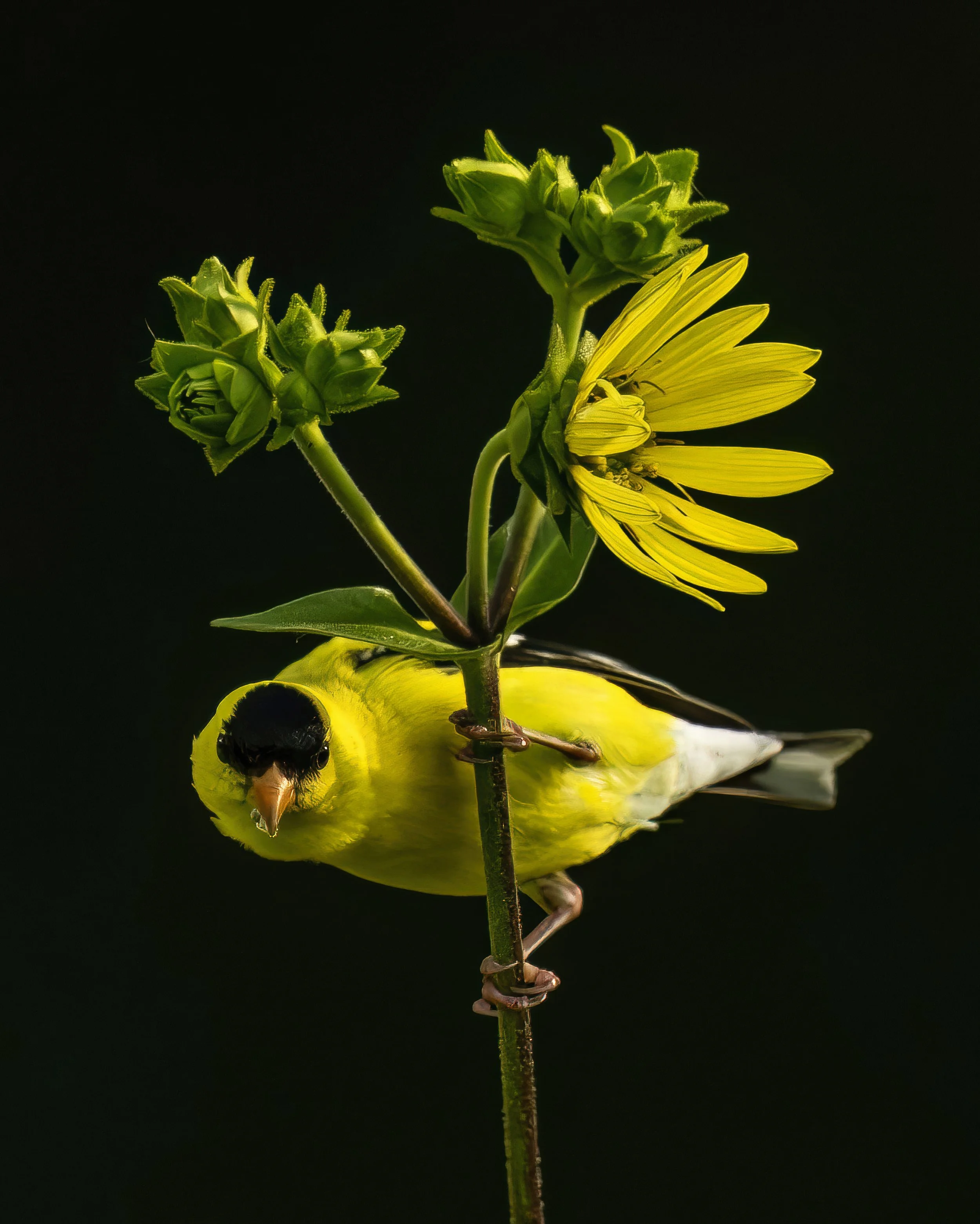 Fall finch 24-topaz2-high fidelity v2-4x.jpg