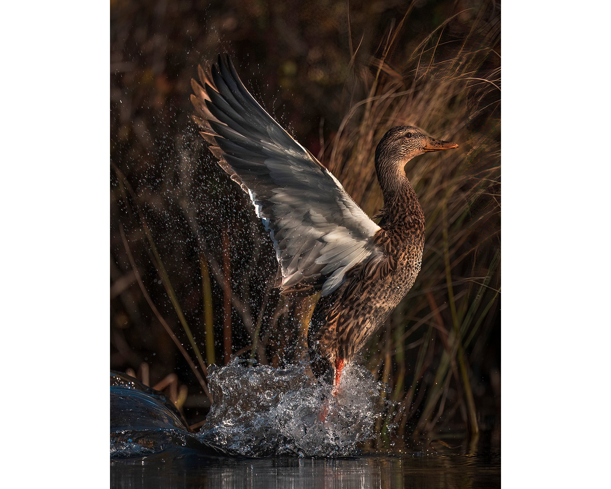 Marsh Explosion - Hen Mallard