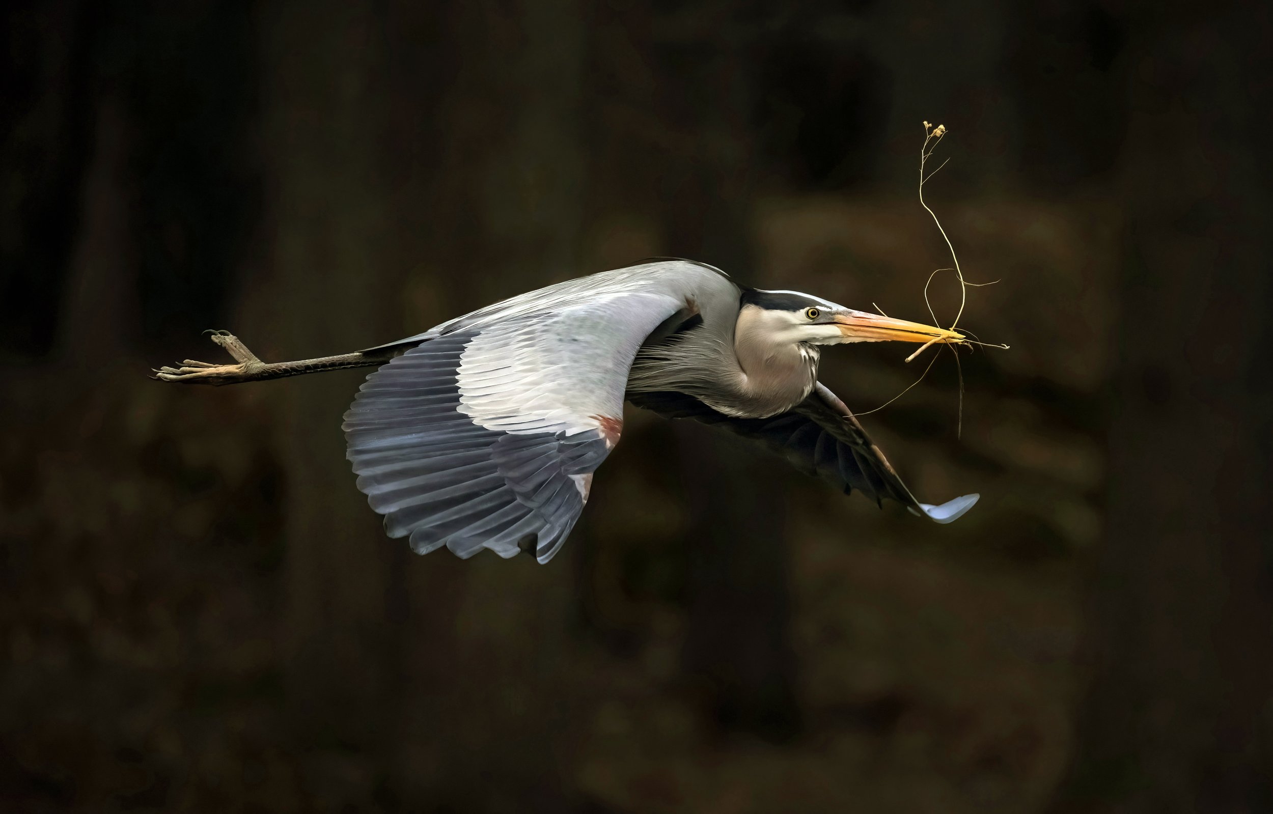 12___DSC00461bbc2-srgb-DeNoiseAI-standard JPG.jpg