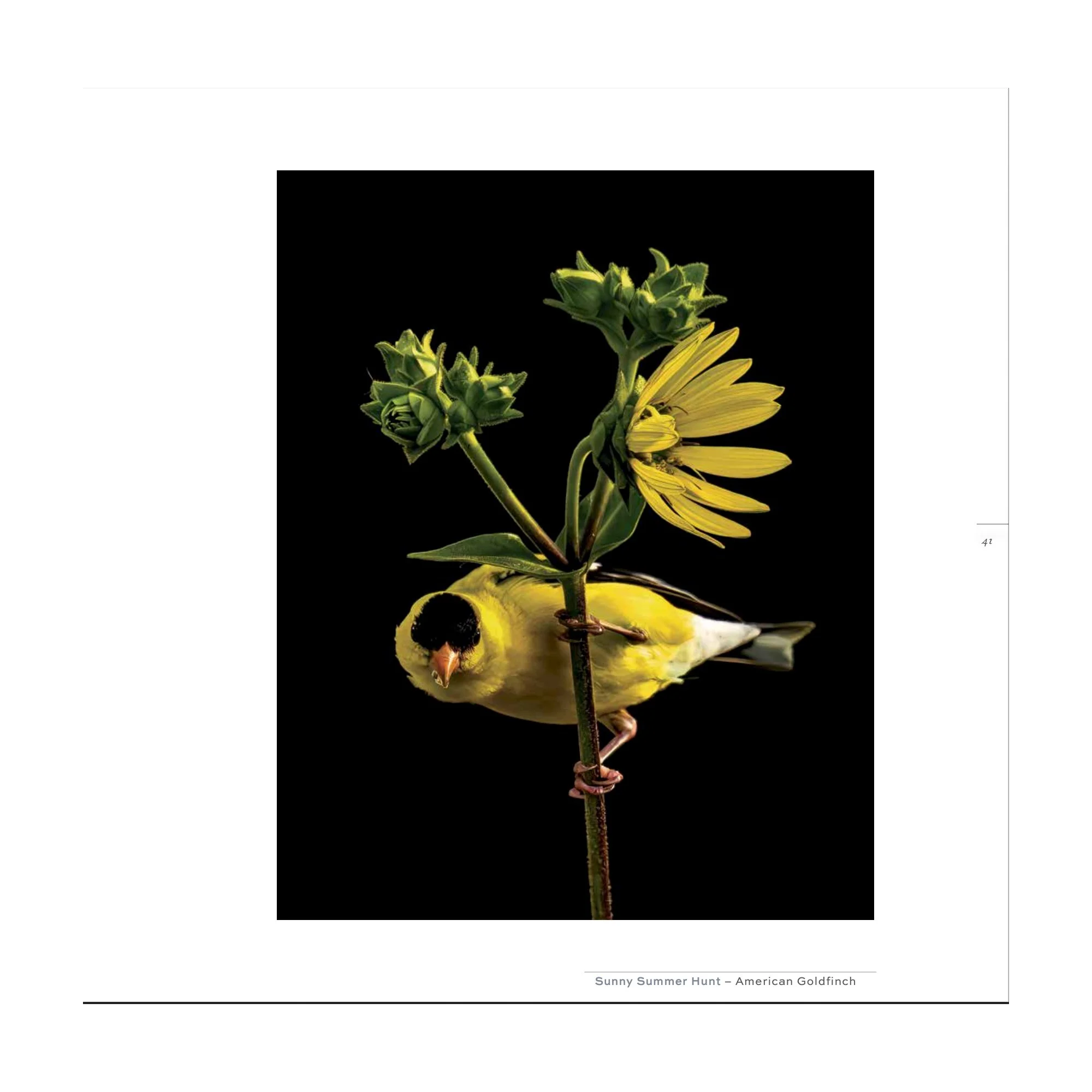 Splendor_finch.jpg (Copy) (Copy)