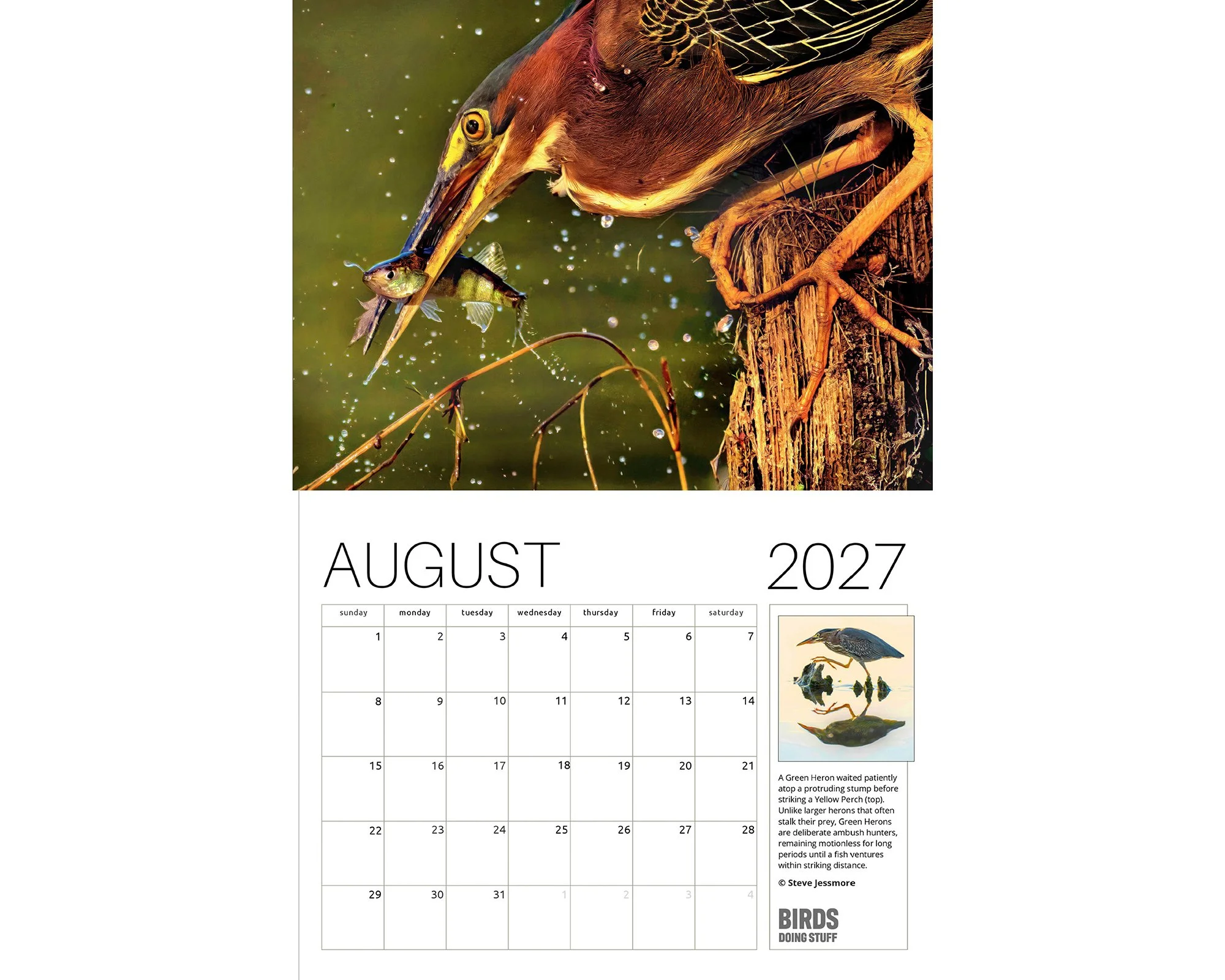 2027 Birds Doing Stuff calendar by award-winning Michigan bird photographer Steve Jessmore featuring Green Heron grabbing perch