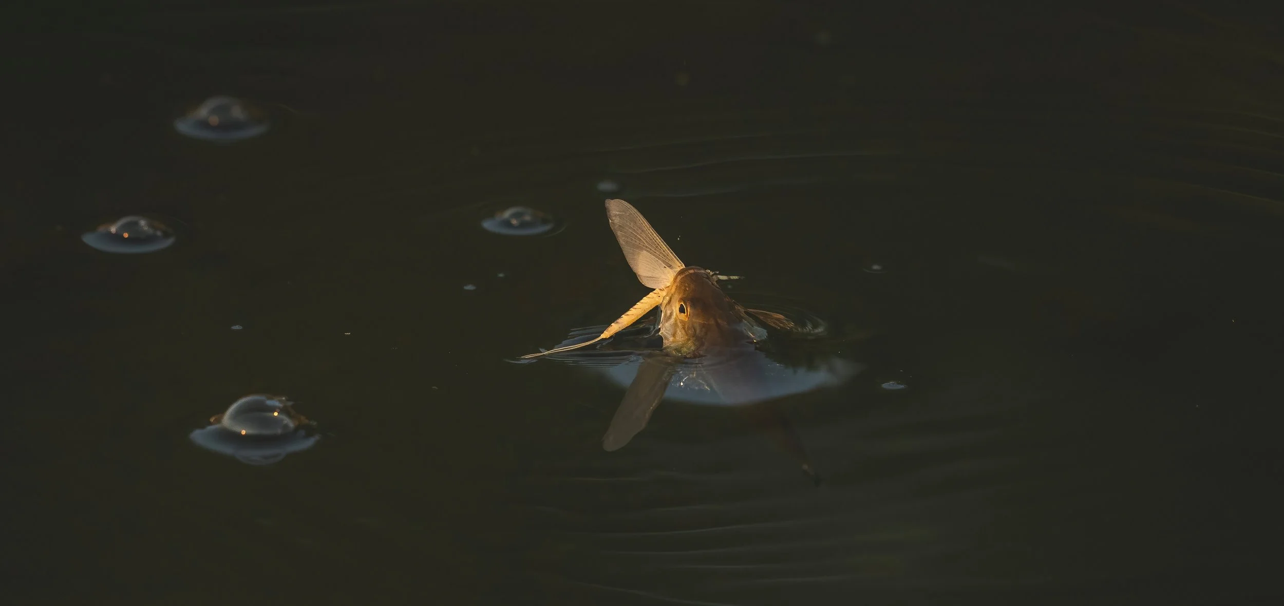 2021-07-06 Torch 213-1-DeNoiseAI-standard (1).jpg