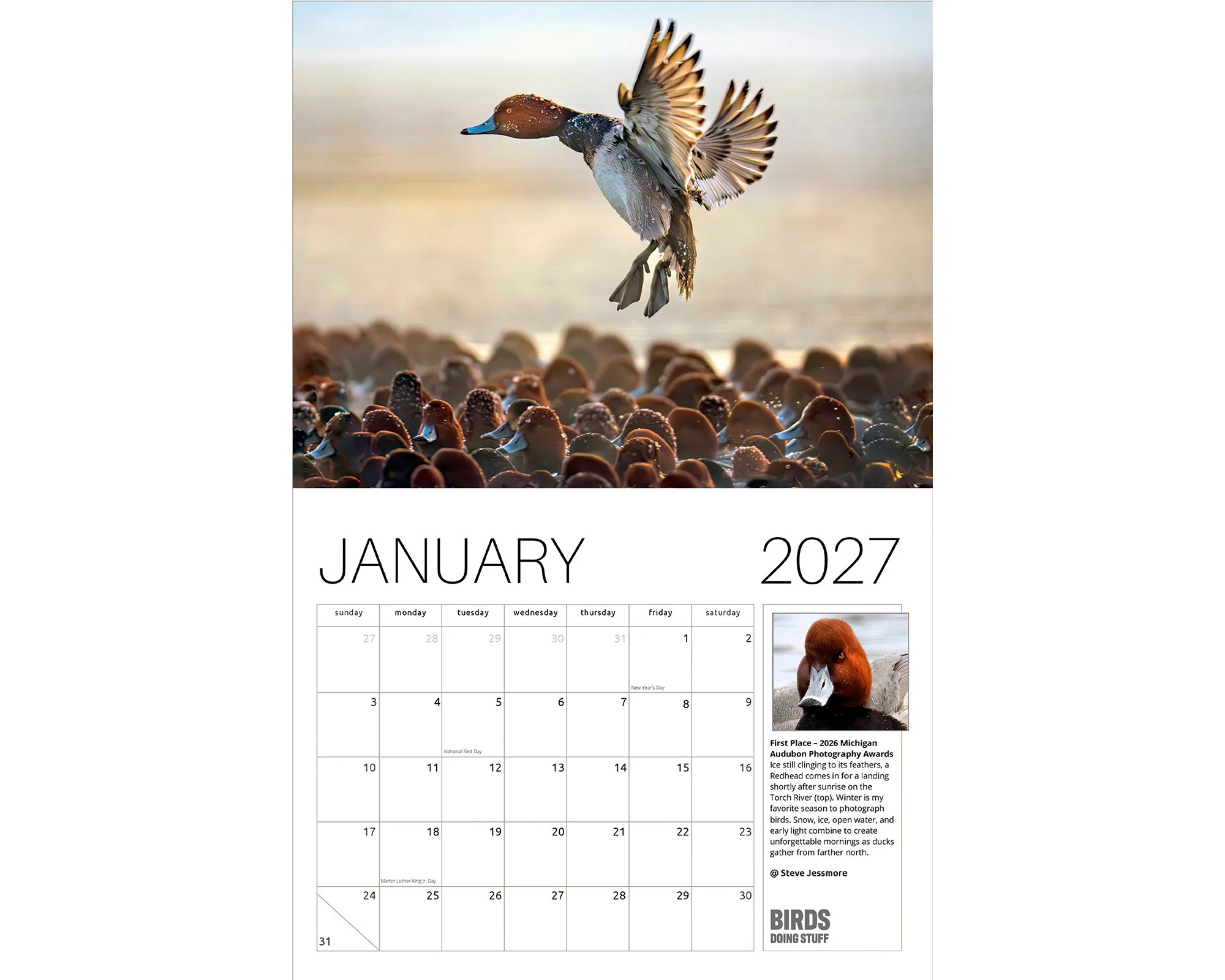 2027 Birds Doing Stuff calendar by award-winning Michigan bird photographer Steve Jessmore featuring a Michigan Audubon First Place Redhead "Looking for Space"