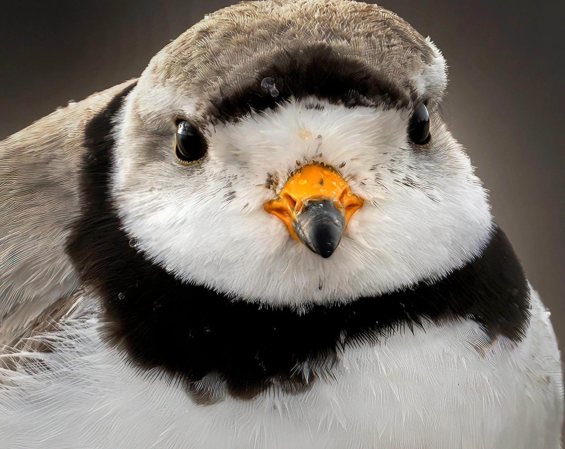 ___2024-07-17 Plover 0278-1cC.jpg