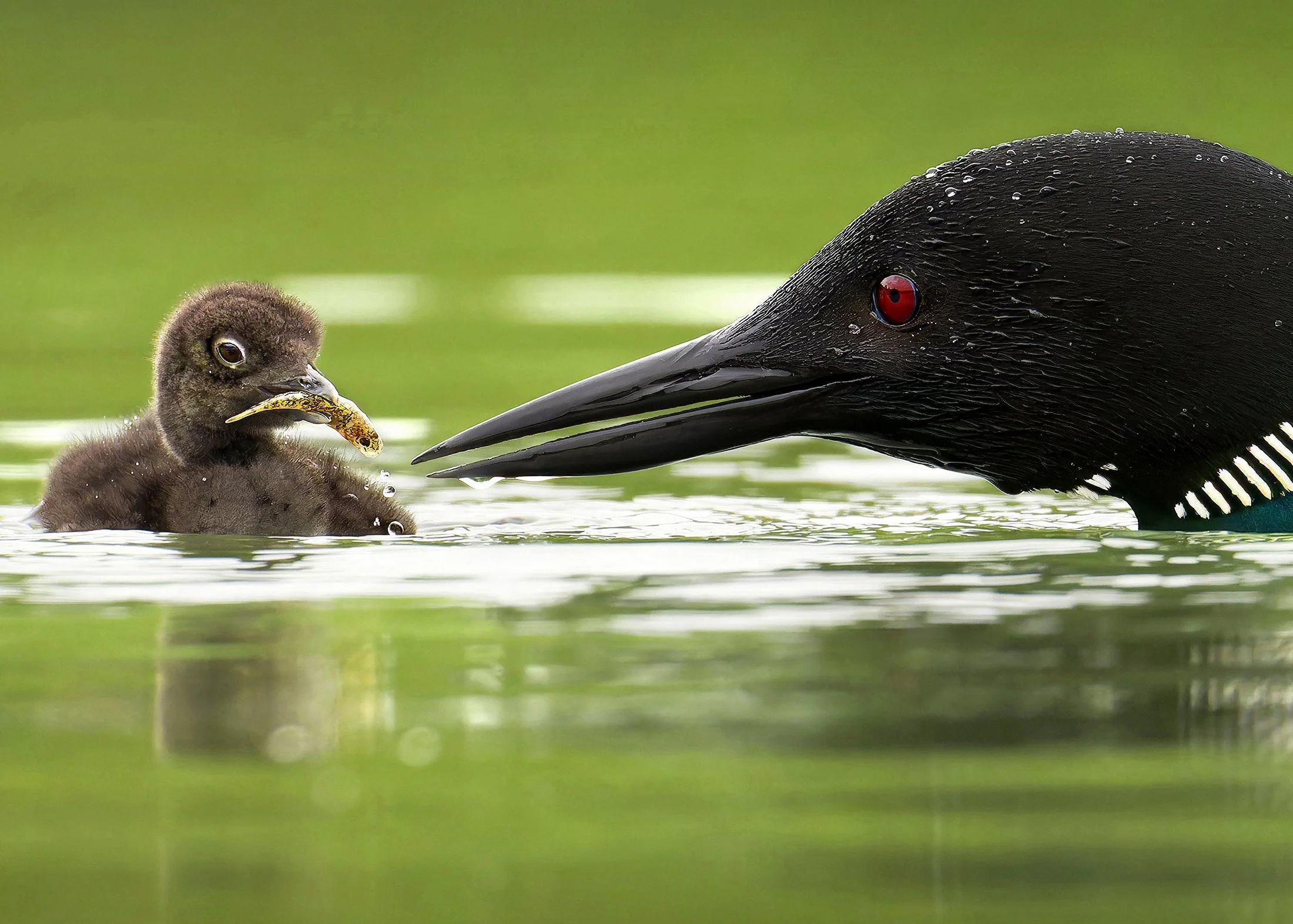 05_Loon Feed Cardcrop_PRINT5x7.jpg