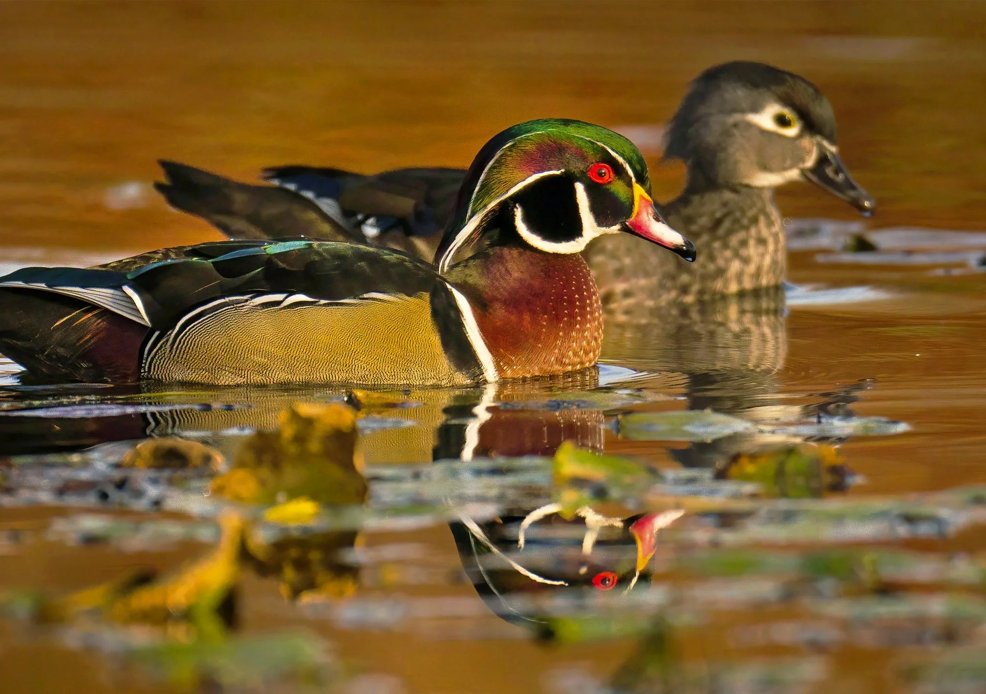 wood duck pair web.jpg