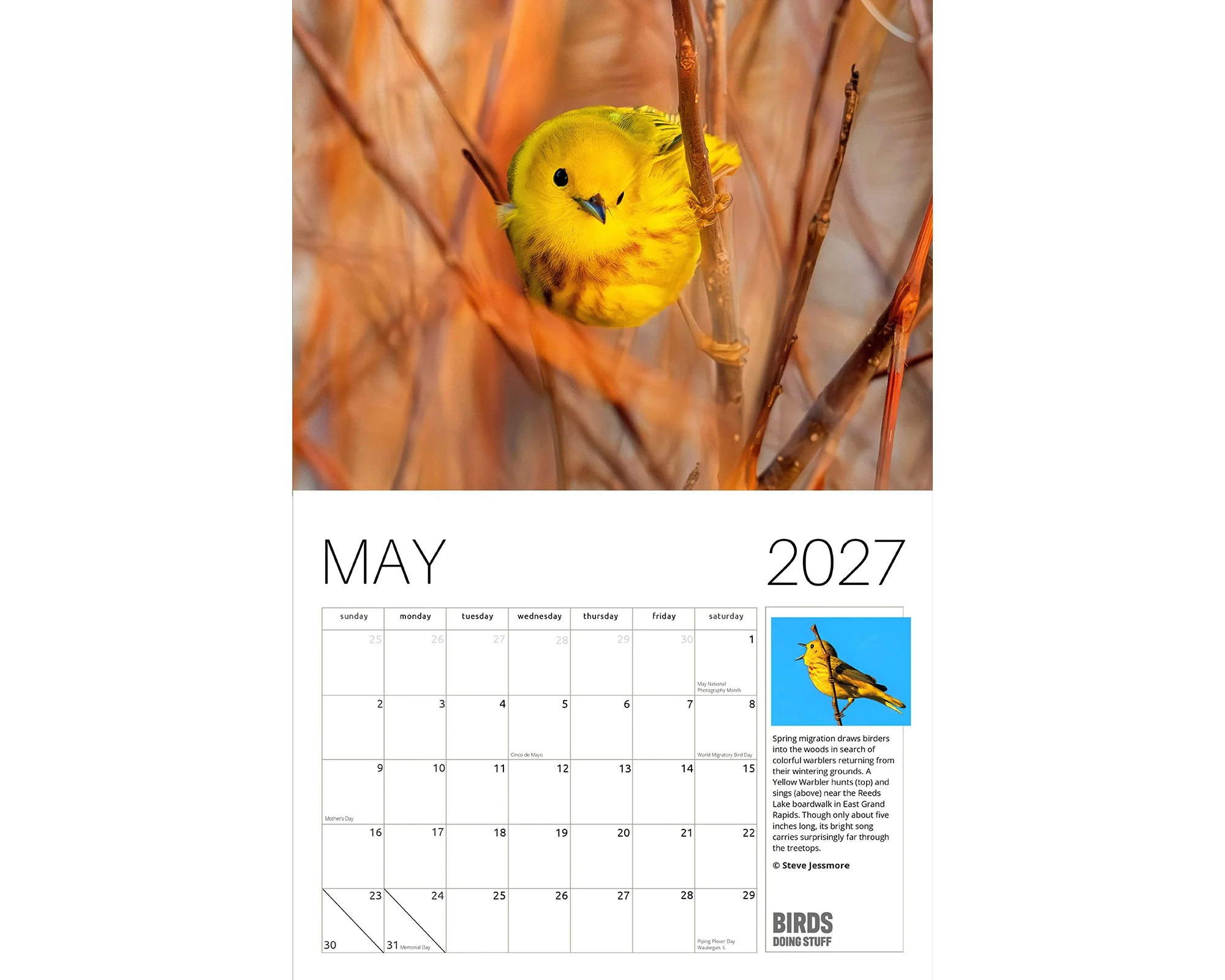 2027 Birds Doing Stuff calendar by award-winning Michigan bird photographer Steve Jessmore featuring Yellow Warbler on hunt