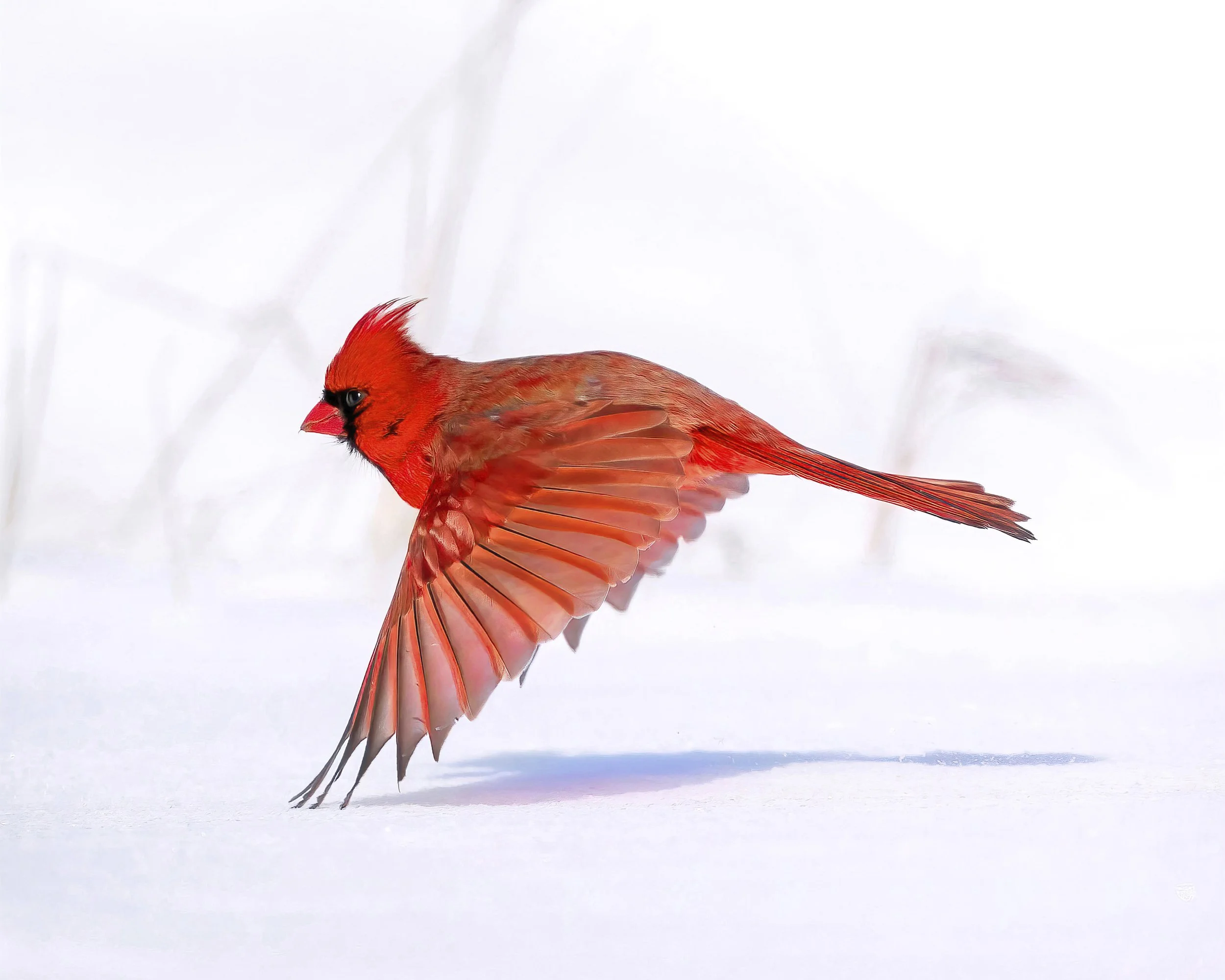 FINAL_Cardinal_SteveJessmore_rgb_8x10.jpg