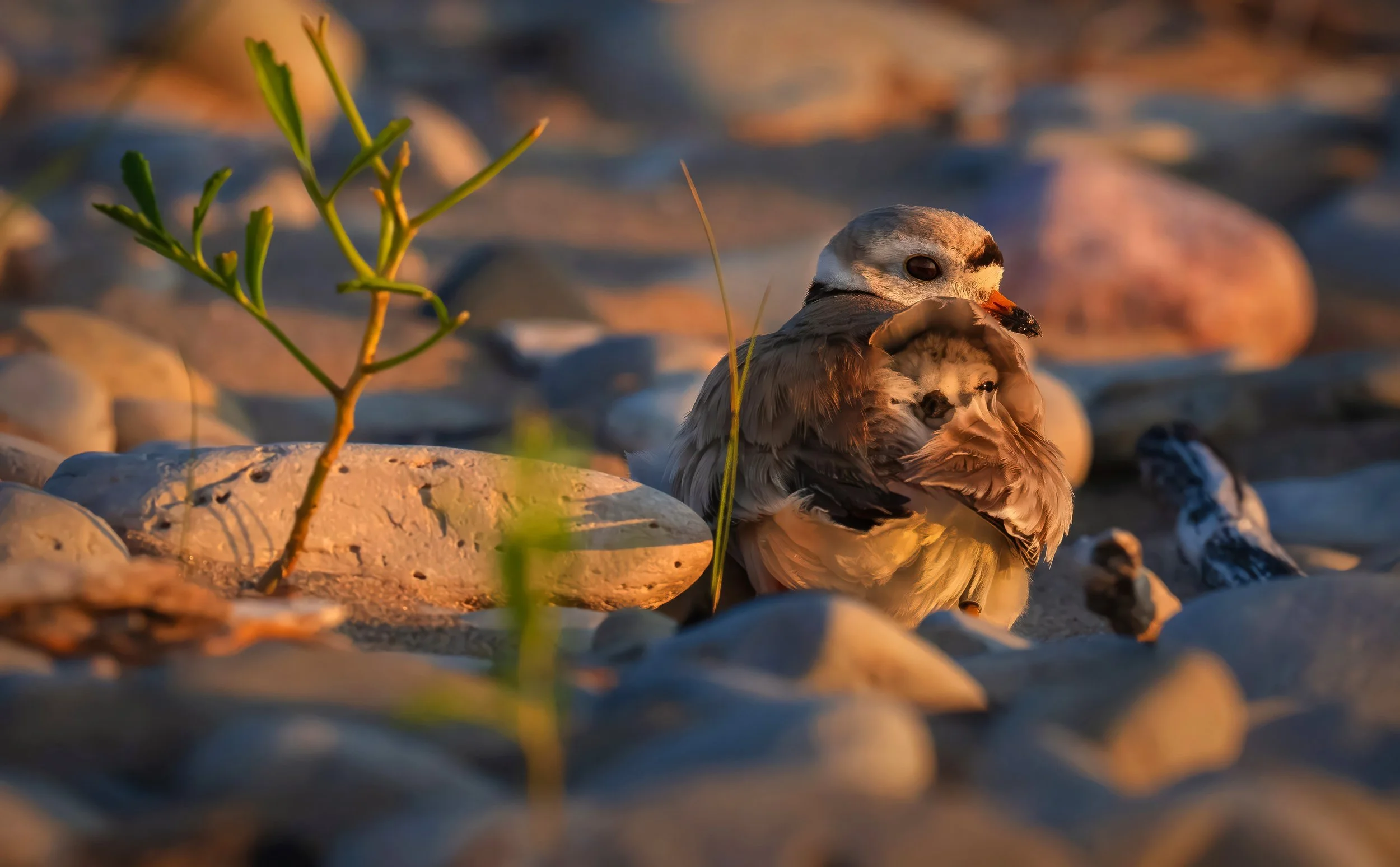 P2024-07-18 Plovers 0417-2c-Gp2x2c.jpg