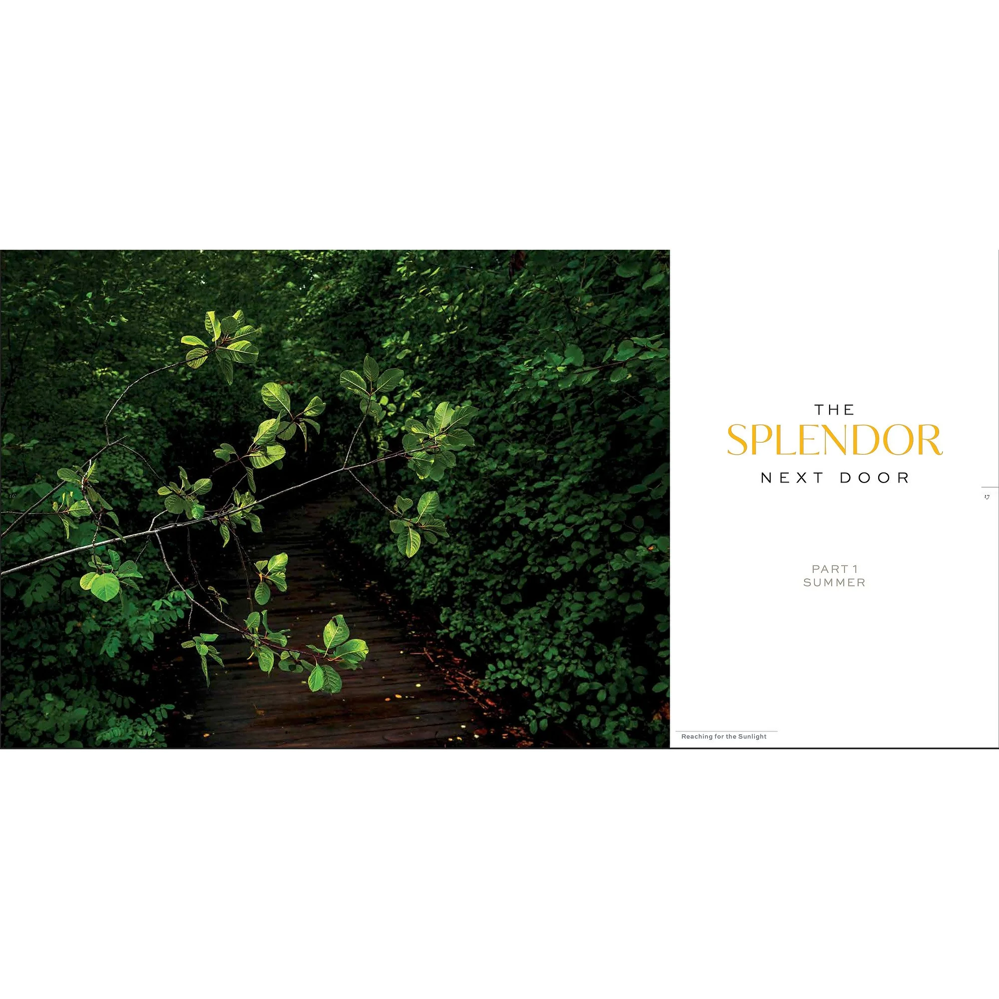 Splendor_spring.jpg (Copy) (Copy)