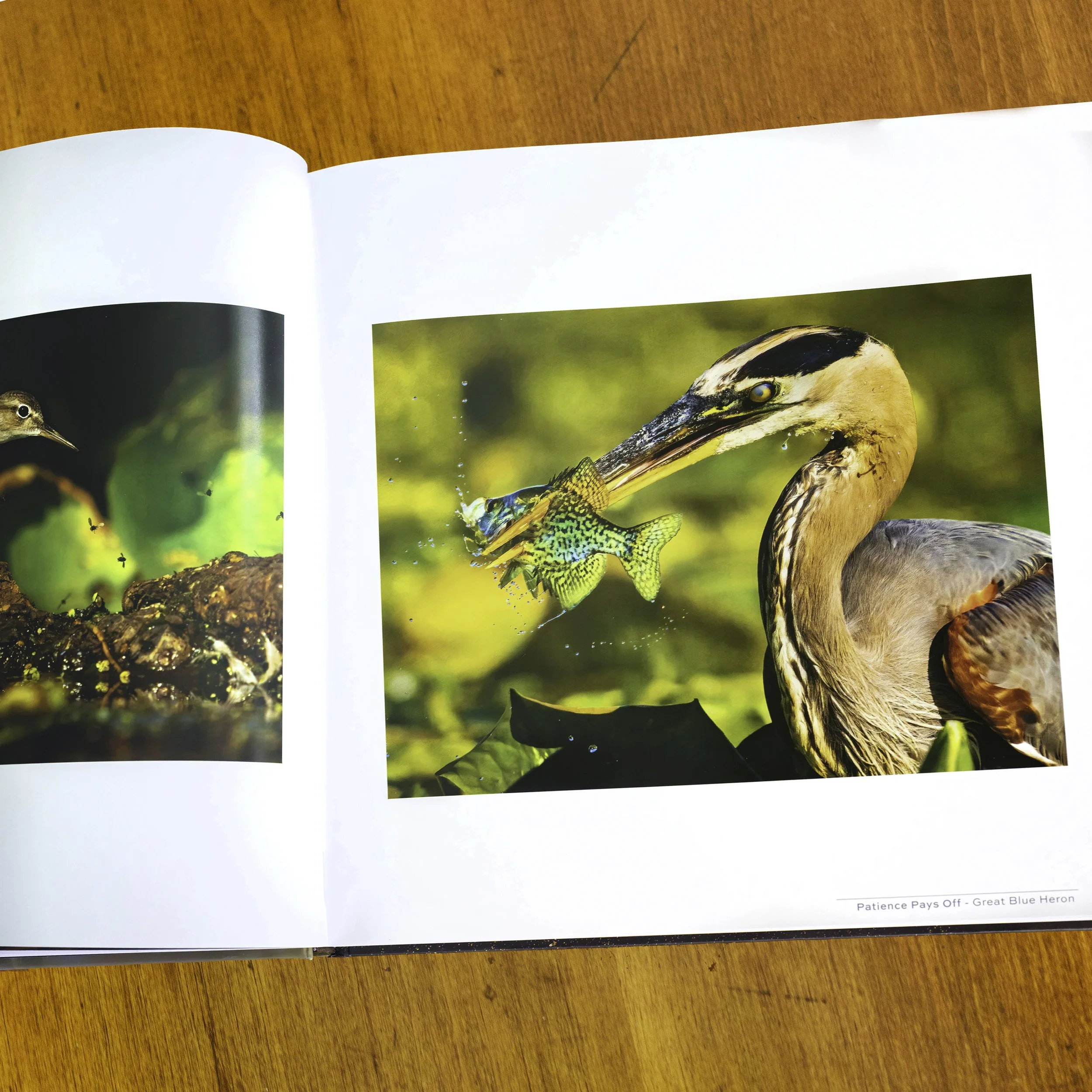 Splendor BK 11.jpg (Copy)