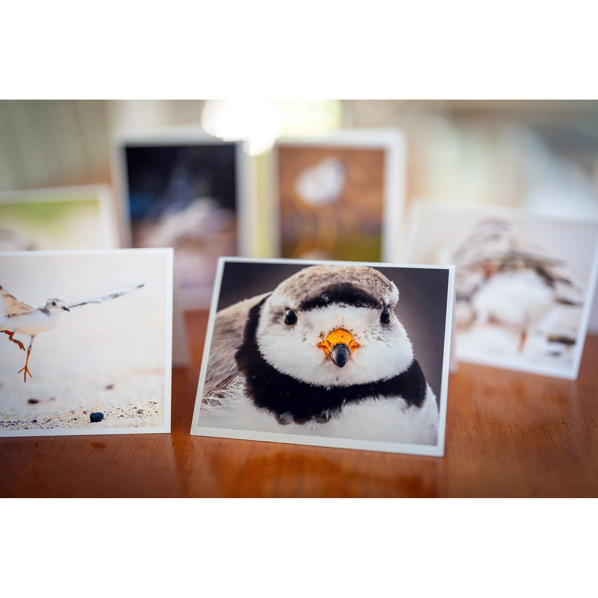 PLOVER_Notecards2.jpg