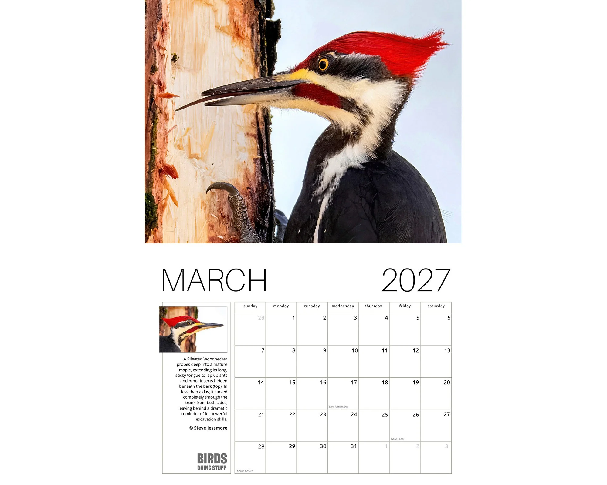 2027 Birds Doing Stuff calendar by award-winning Michigan bird photographer Steve Jessmore featuring March image Pileated Woodpecker