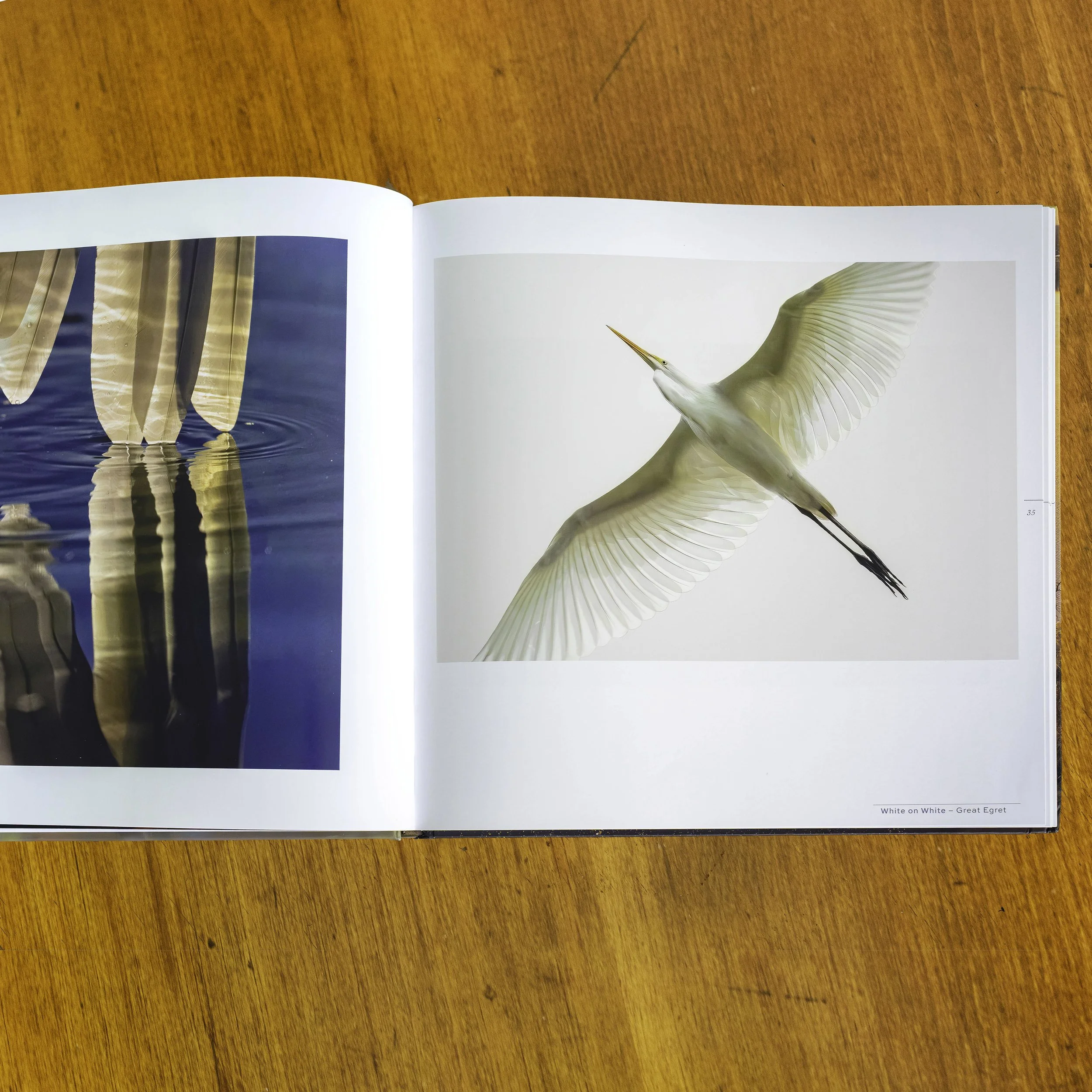 Splendor BK 17.jpg (Copy)
