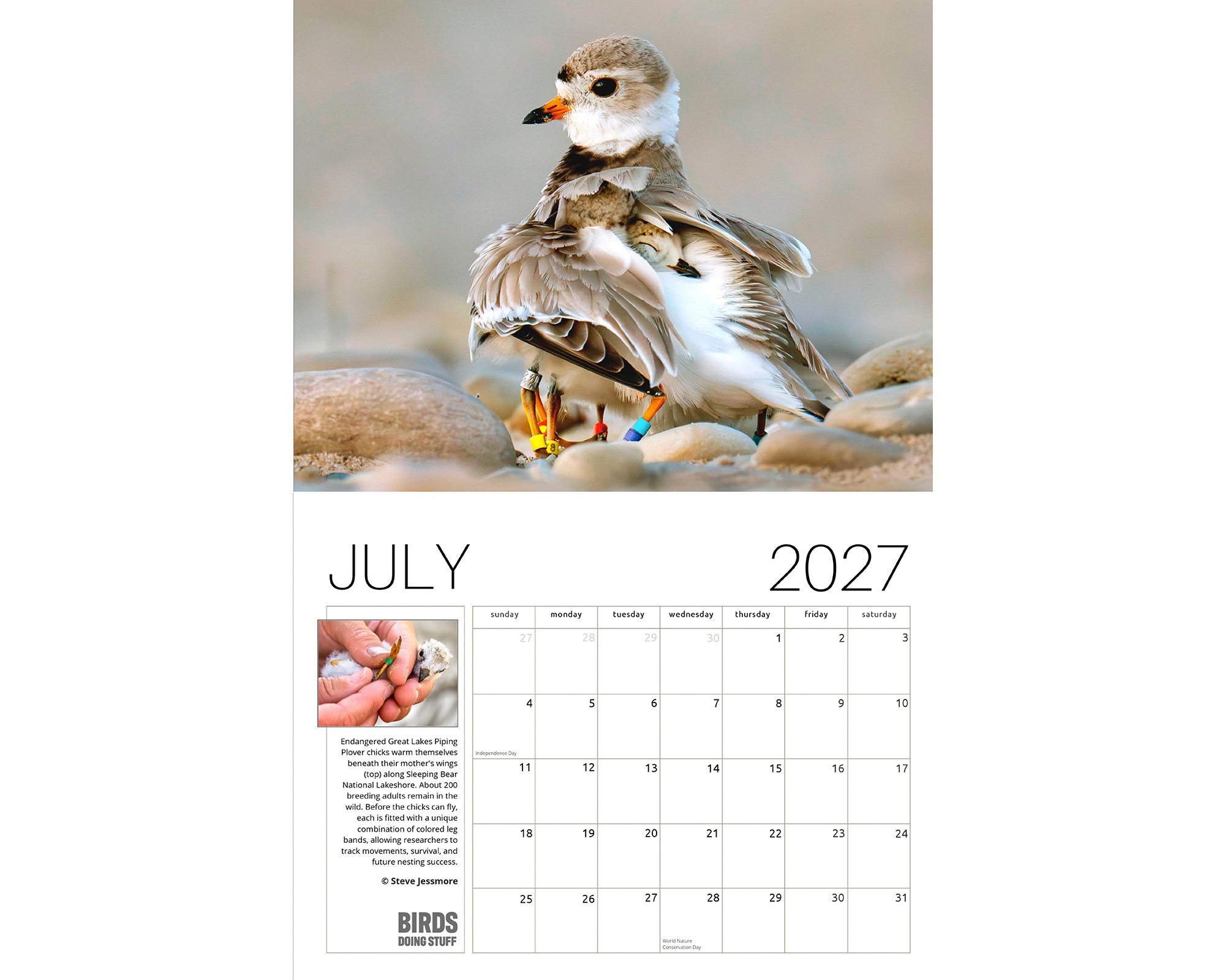 2027 Birds Doing Stuff calendar by award-winning Michigan bird photographer Steve Jessmore featuring Great Lakes Piping Plover adult and chicks