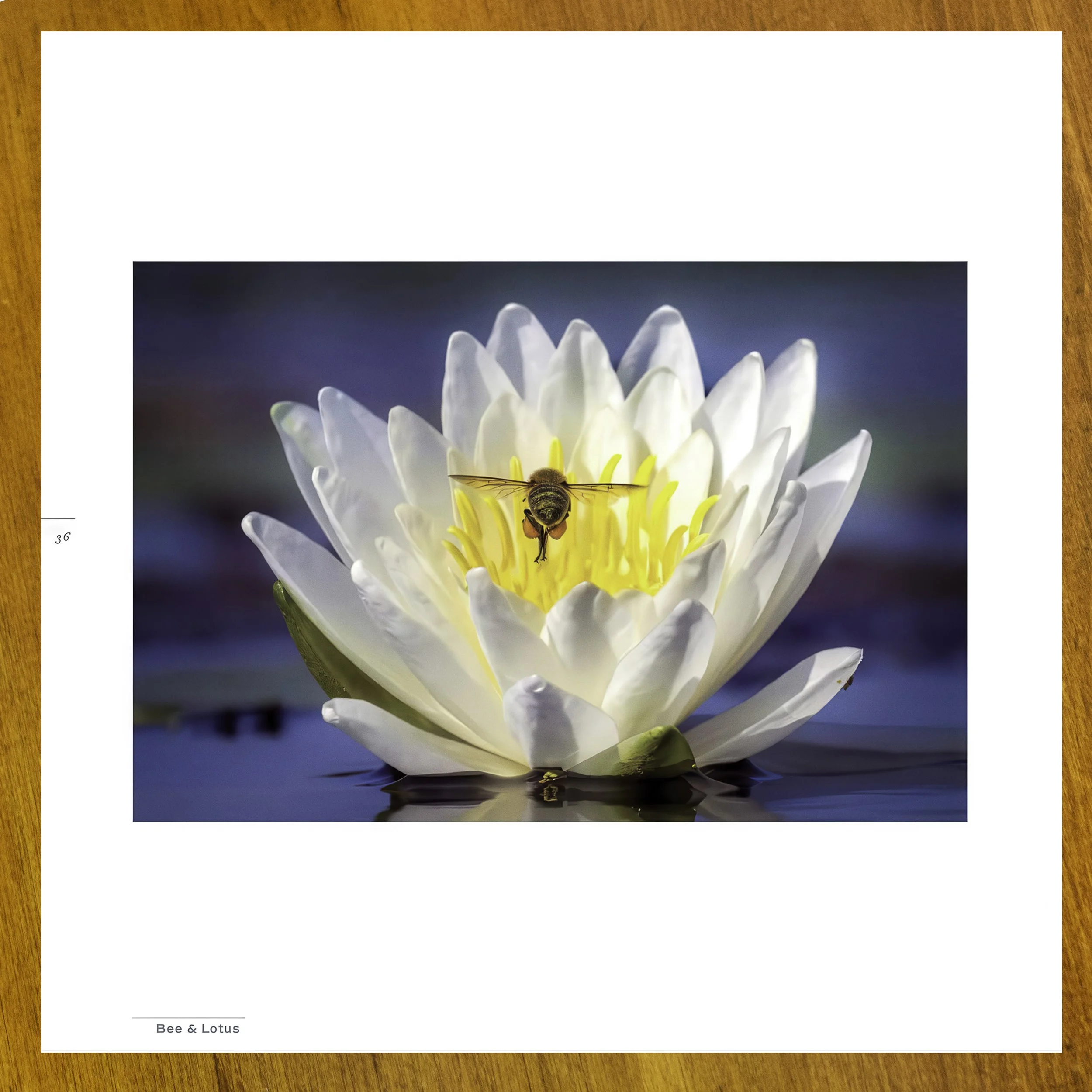 Splendor BK 13.jpg (Copy)