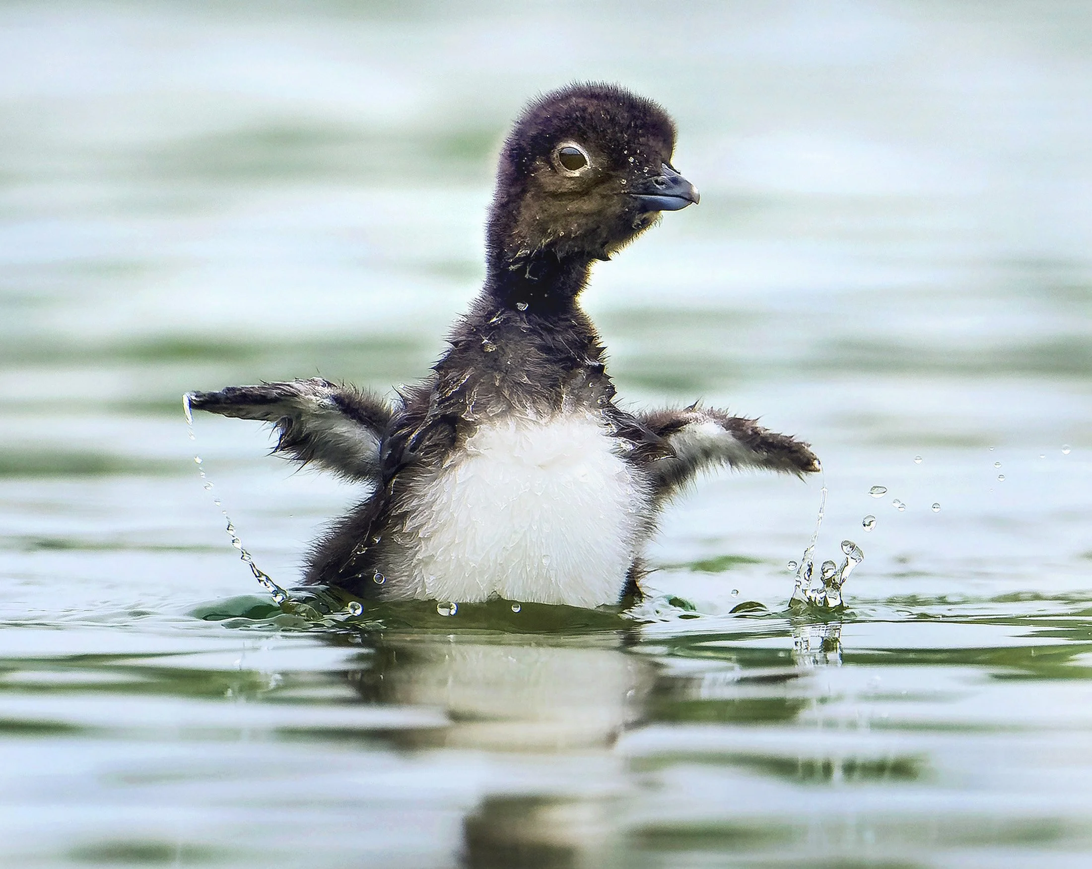 13 2023-06-14 Torch 1076-3_smCARDcrop.jpg