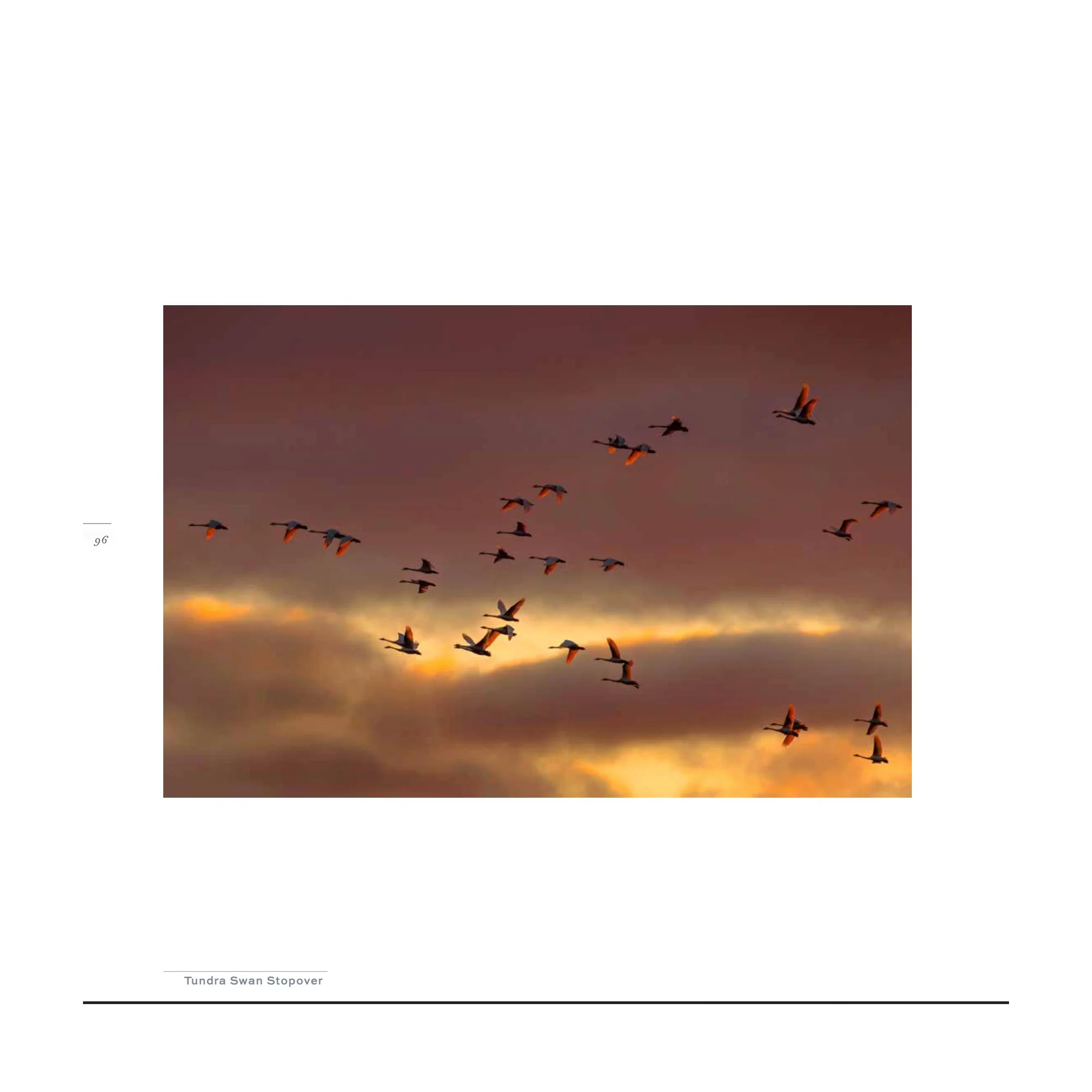 Splendor_tundra.jpg (Copy) (Copy)