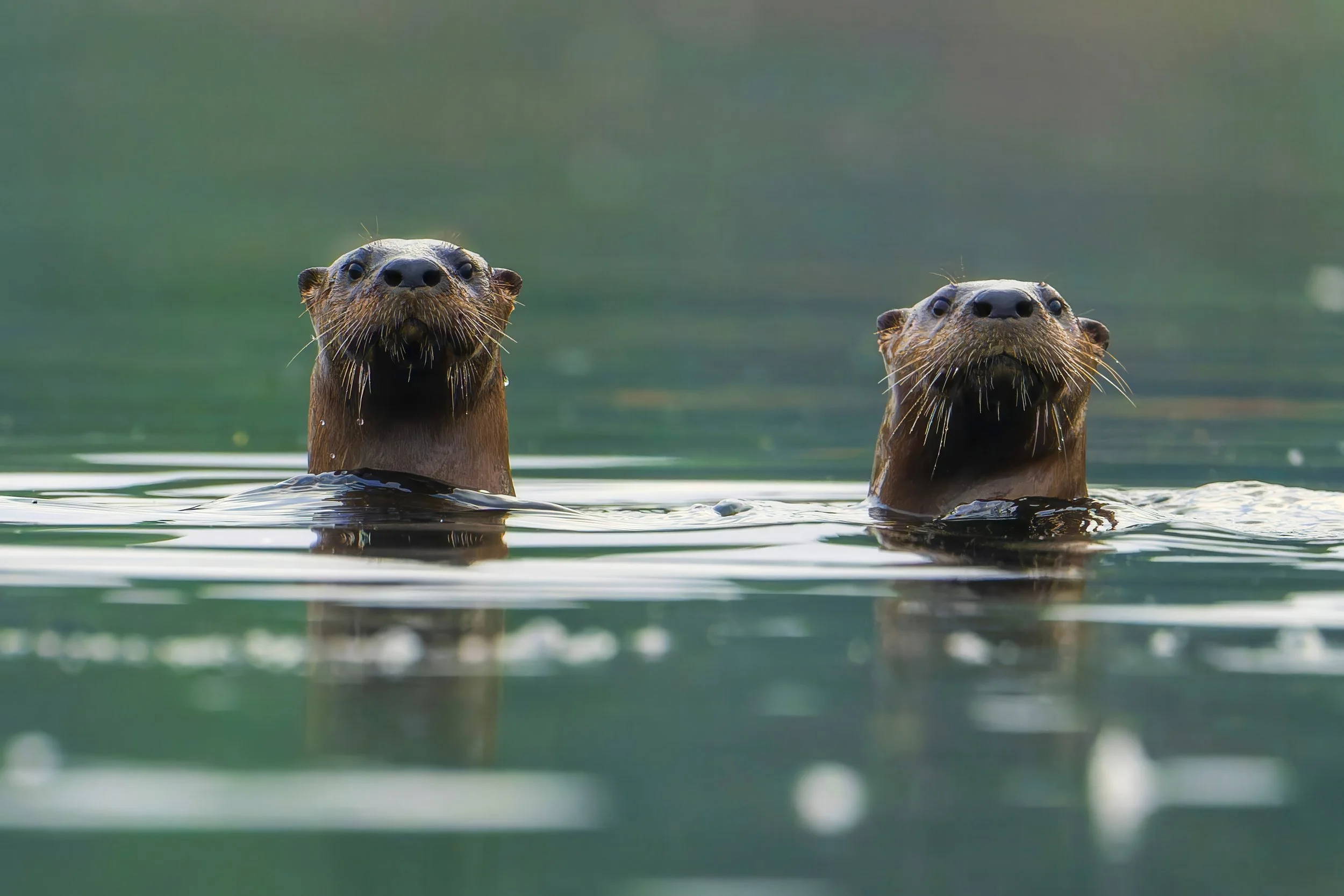 Otters_2024-09-21 Torch 265b_gp.jpg