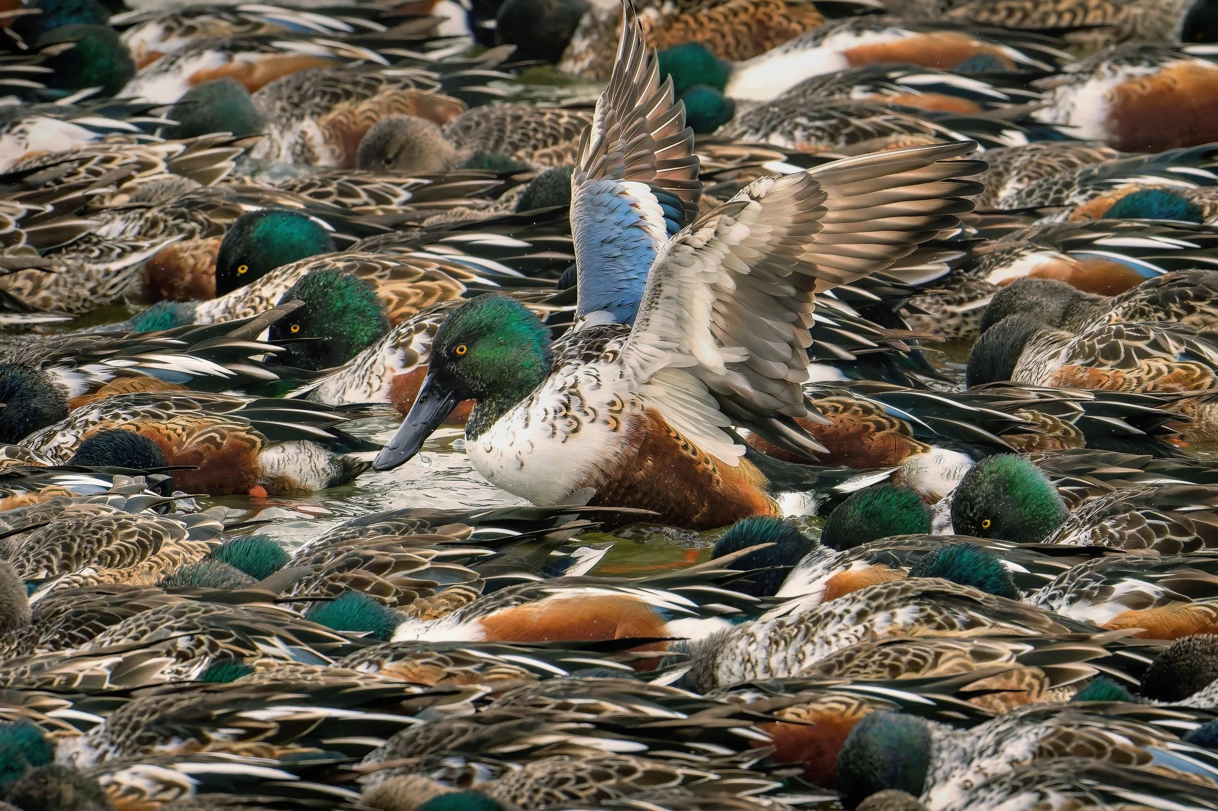 ____01_Northern_Shoveler_sj-3X2full.jpg