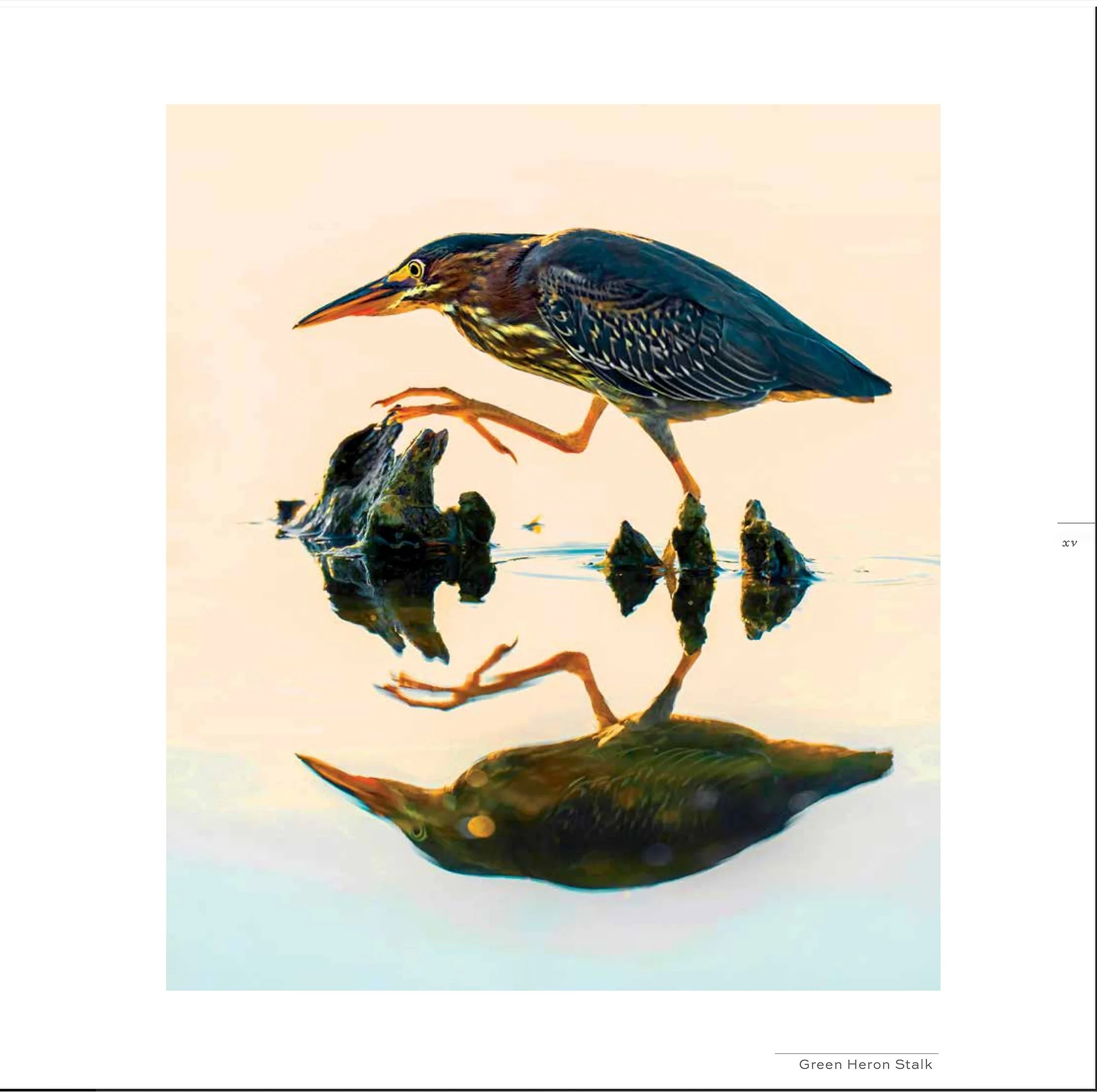 Splendor_GreenHeron.jpg (Copy) (Copy)