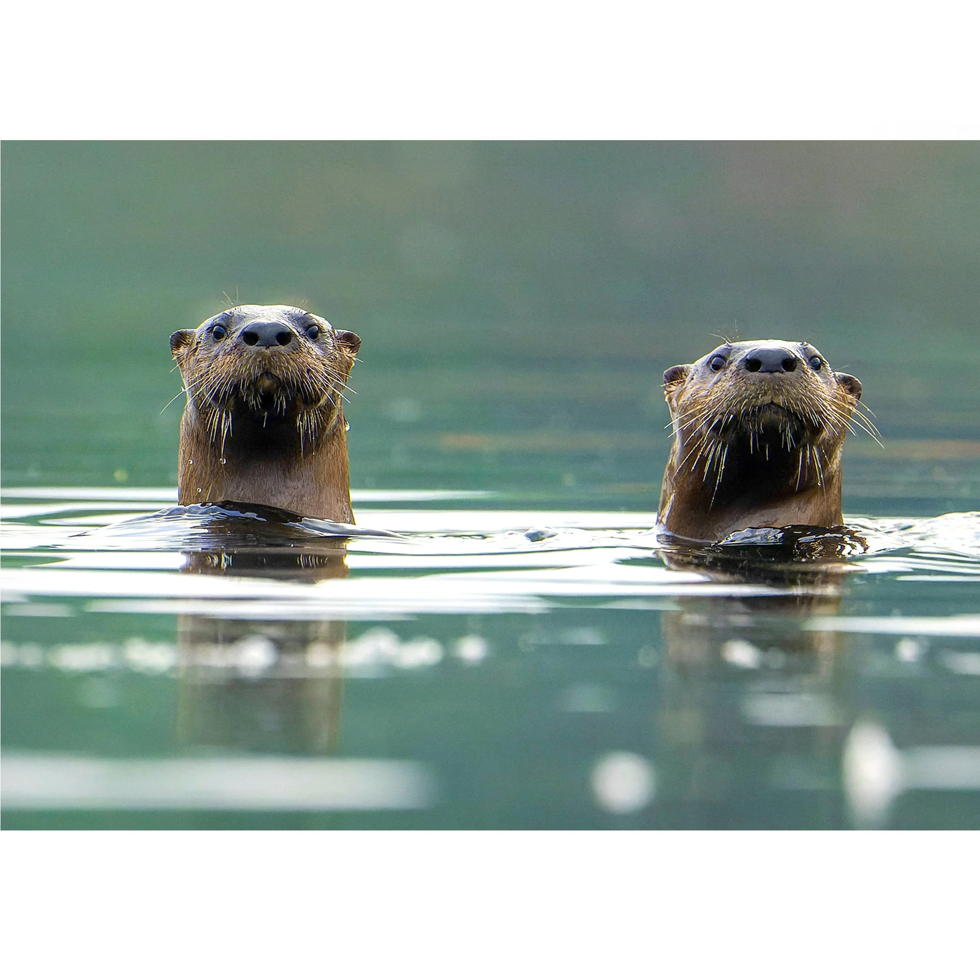 2025 Nature Thumb otters.jpg