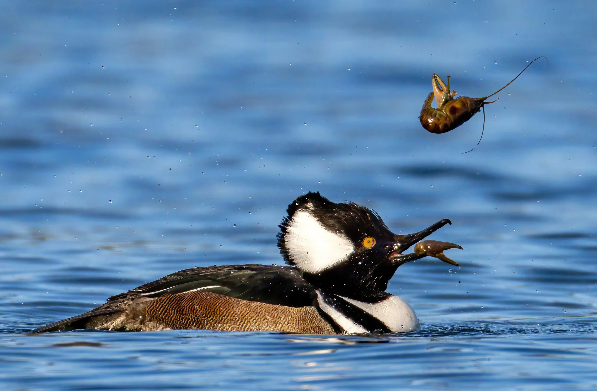 13__A1B3315-Enhanced copy-DeNoiseAI-standard copy.jpg