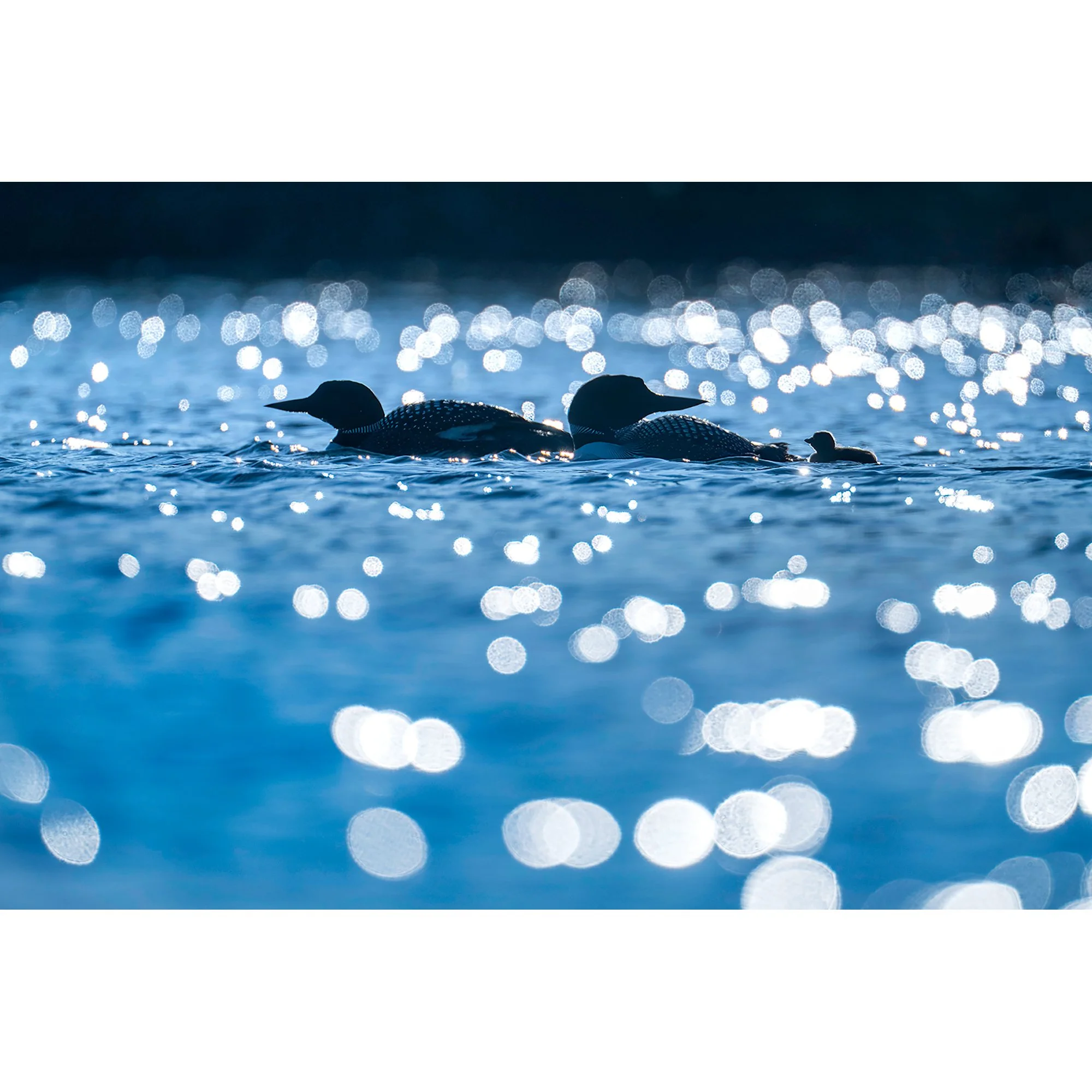 First Family Outing_thumb.jpg