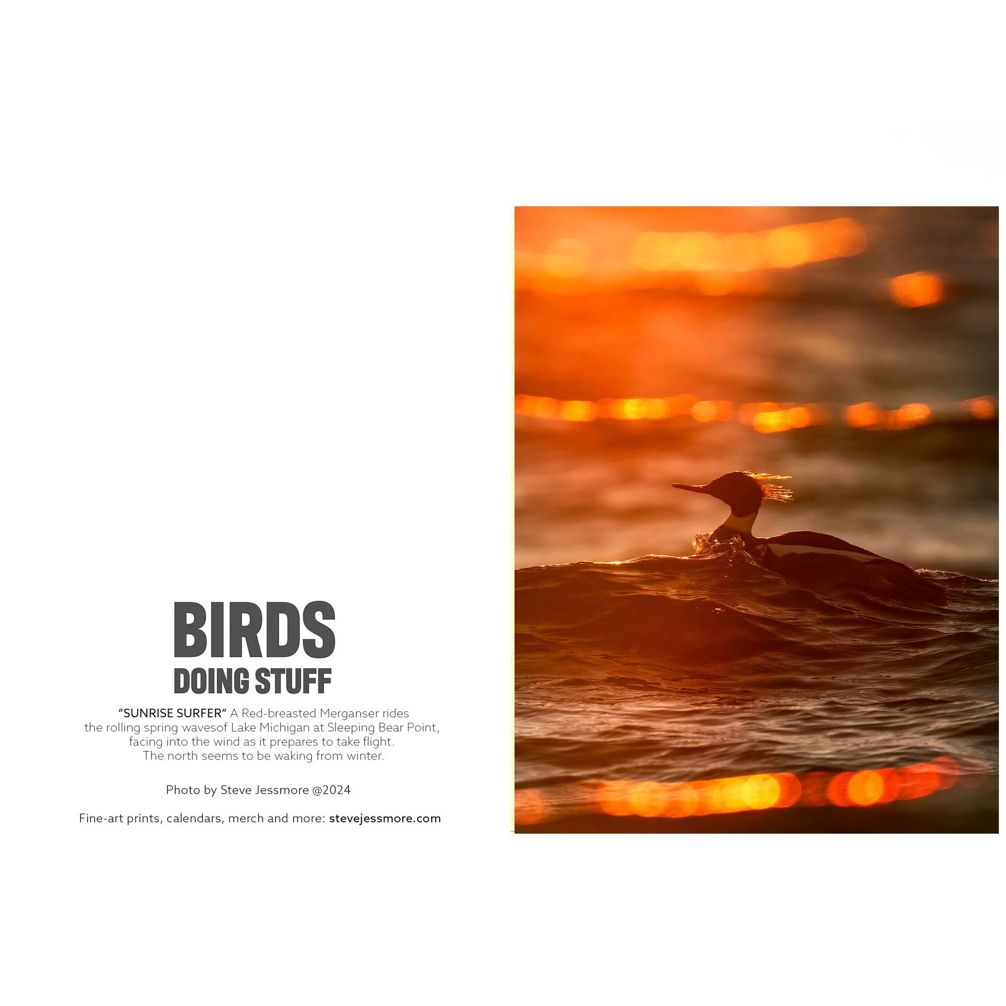 NOTECARD_Waterbird_mergcard thumb.jpg