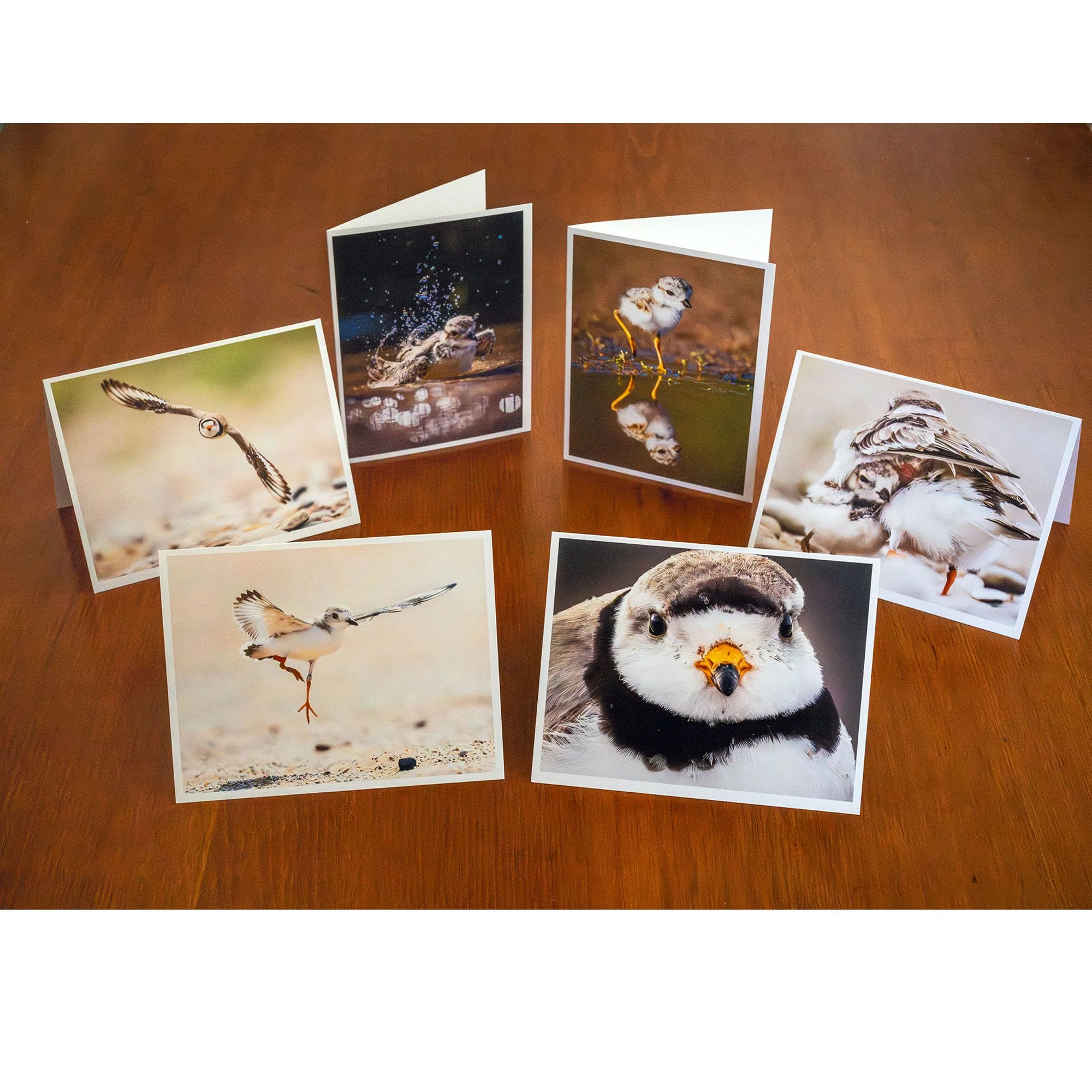 PLOVER_Notecards1.jpg