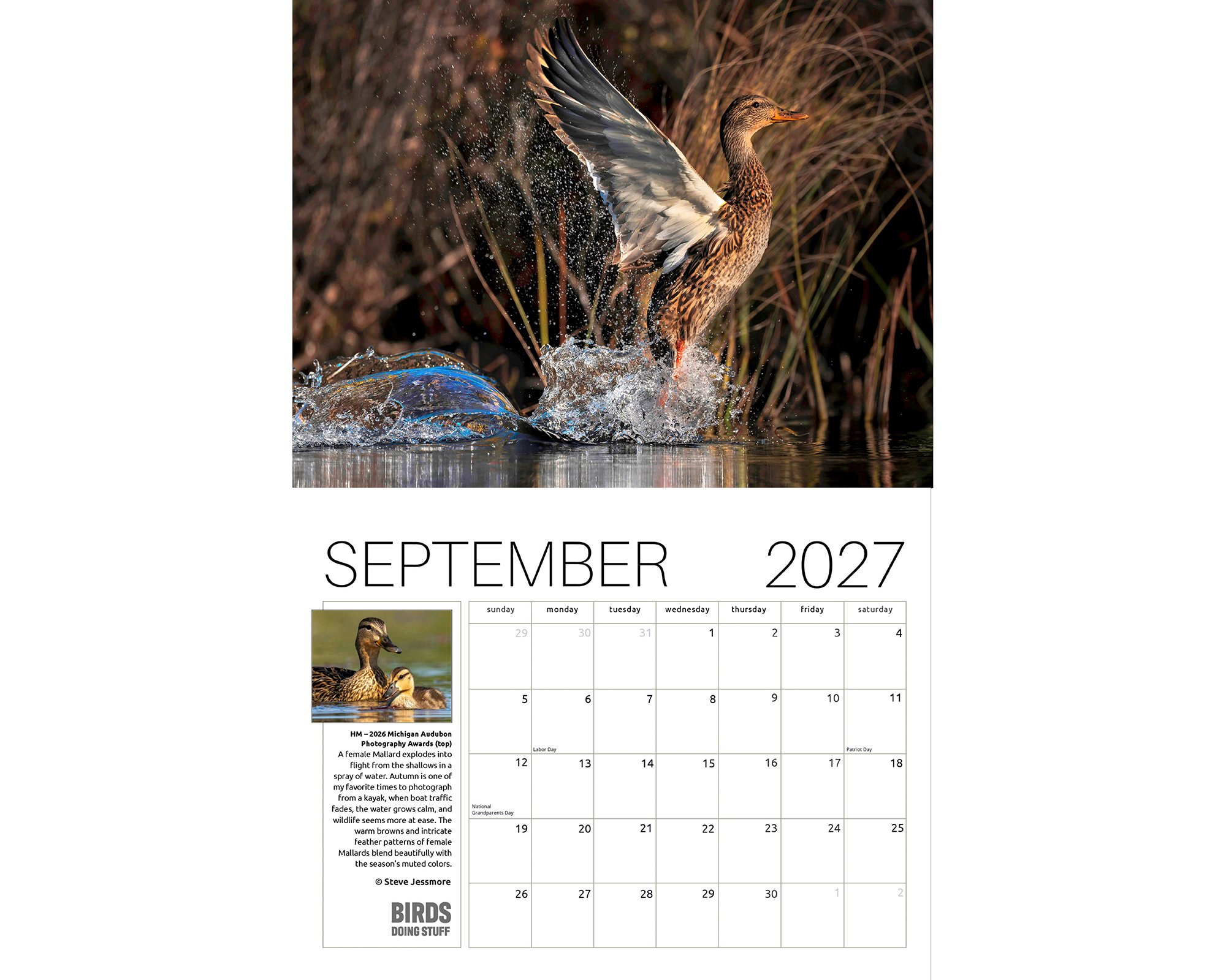 2027 Birds Doing Stuff calendar by award-winning Michigan bird photographer Steve Jessmore featuring hen Mallard exploding from water surface