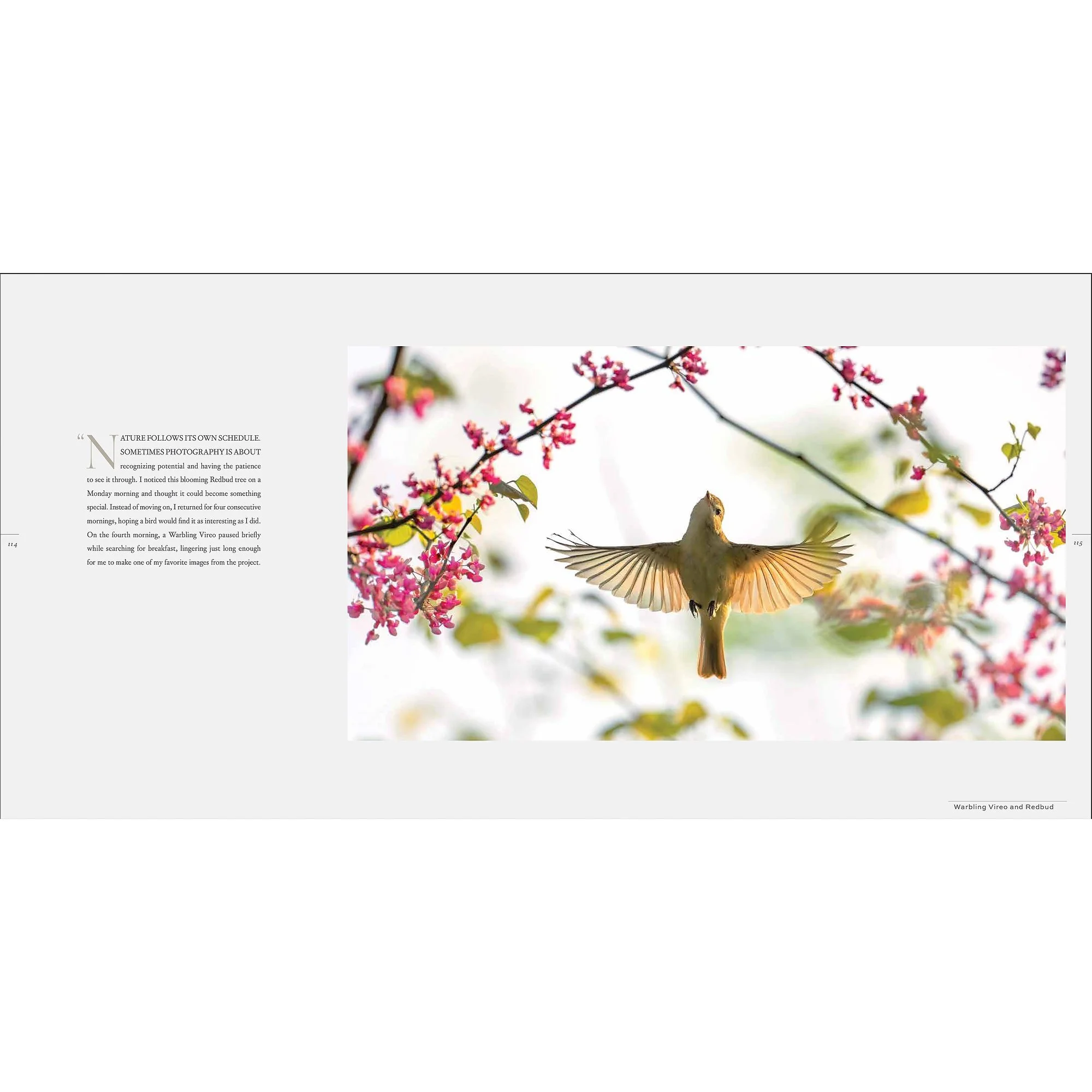 Splendor_Vireo.jpg (Copy) (Copy)