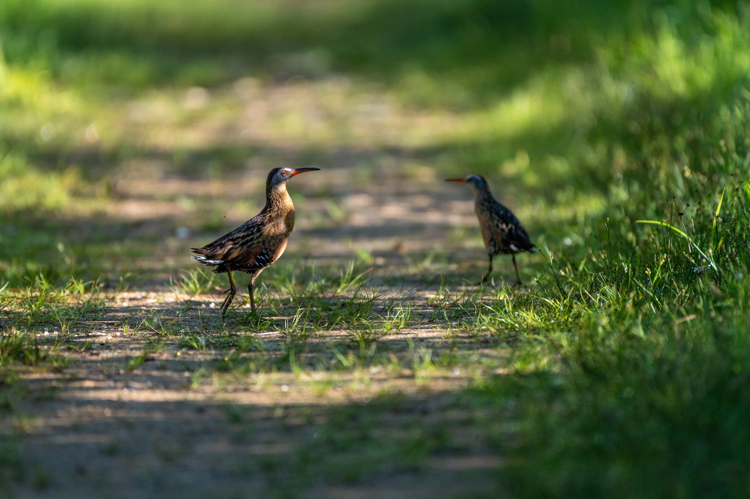 Virginia Rail