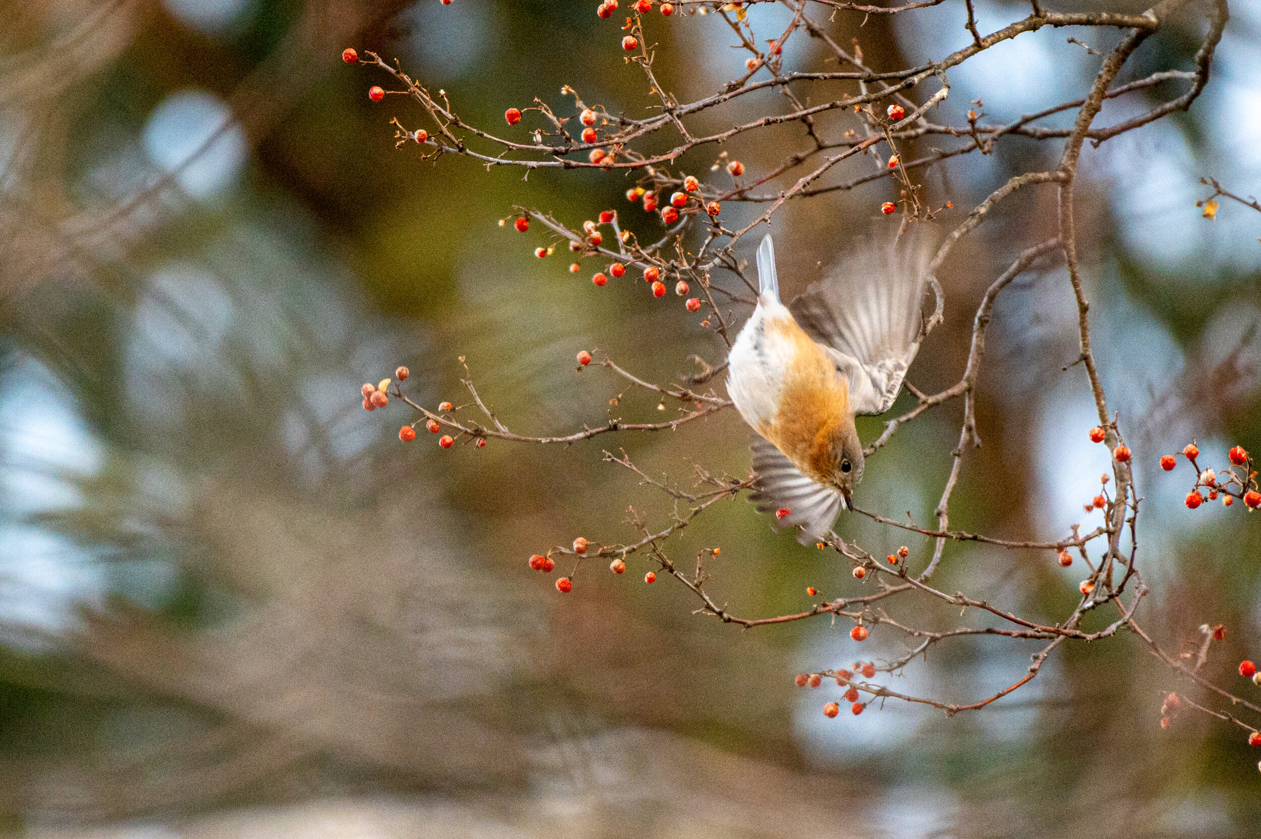 Eastern Bluebird
