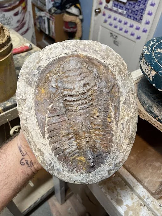 Real LG trilobite fossil.jpg