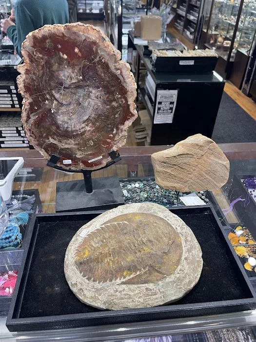 Real fossil trio.jpg