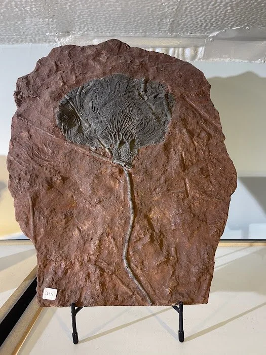 Real Crinoid fossil.jpg
